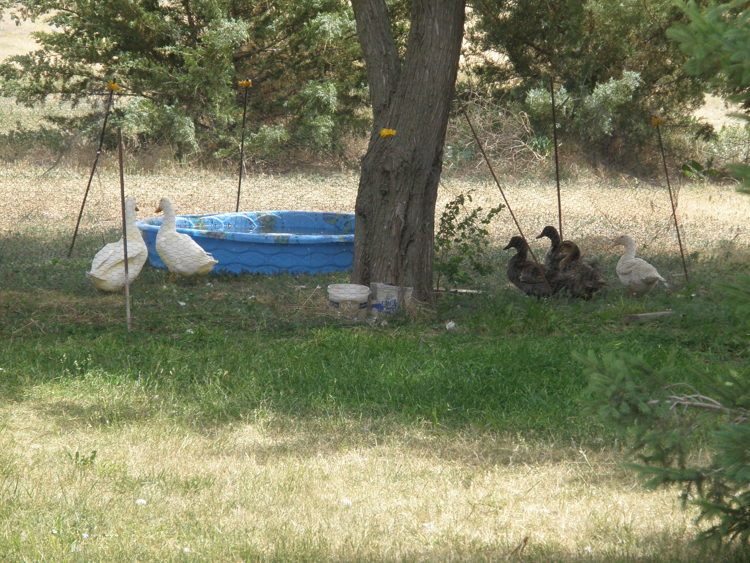 All of my ducks.  My original flock on left and the new additions on the right.