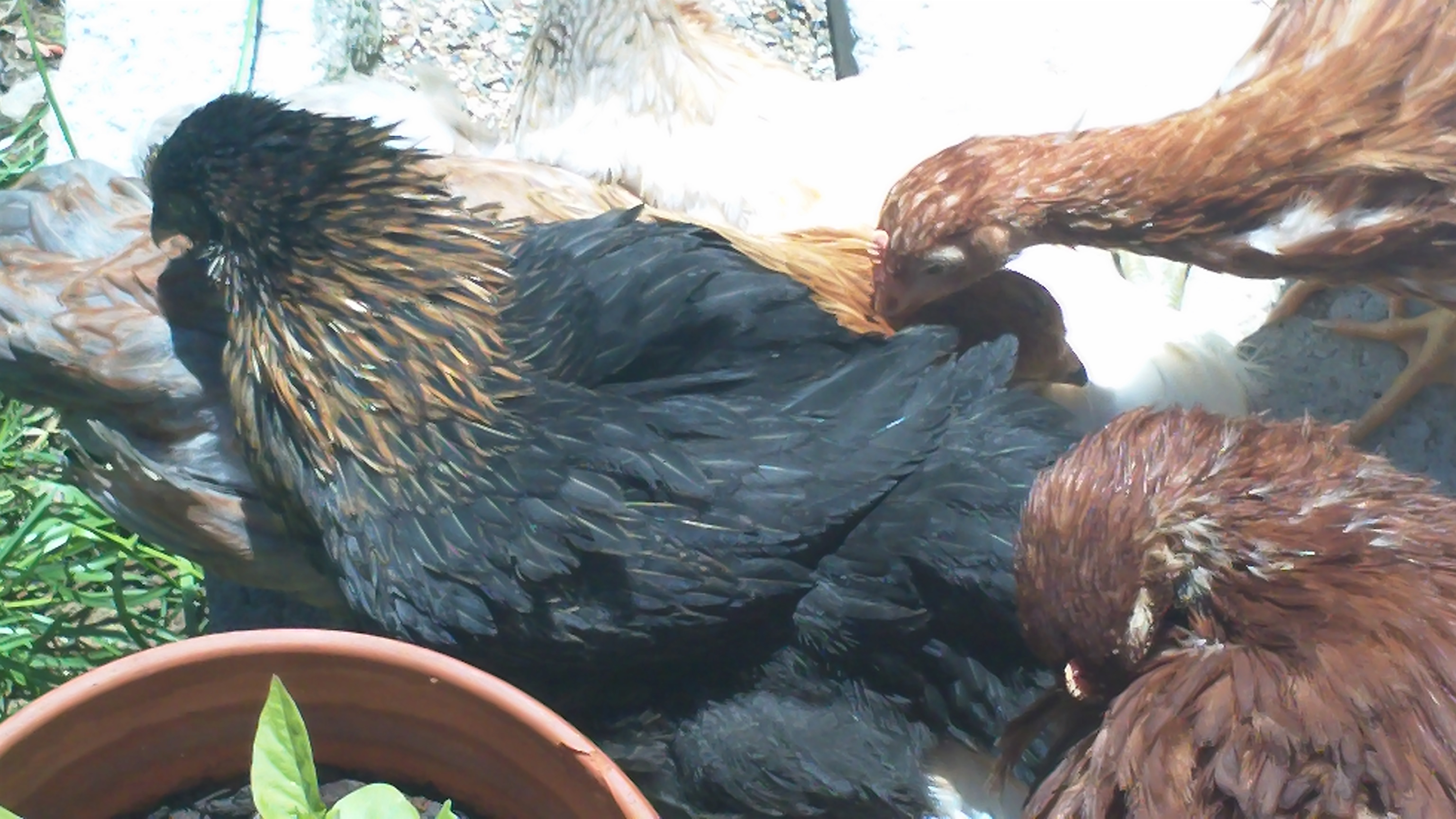 all of my girls piled on top of each other sunbathing