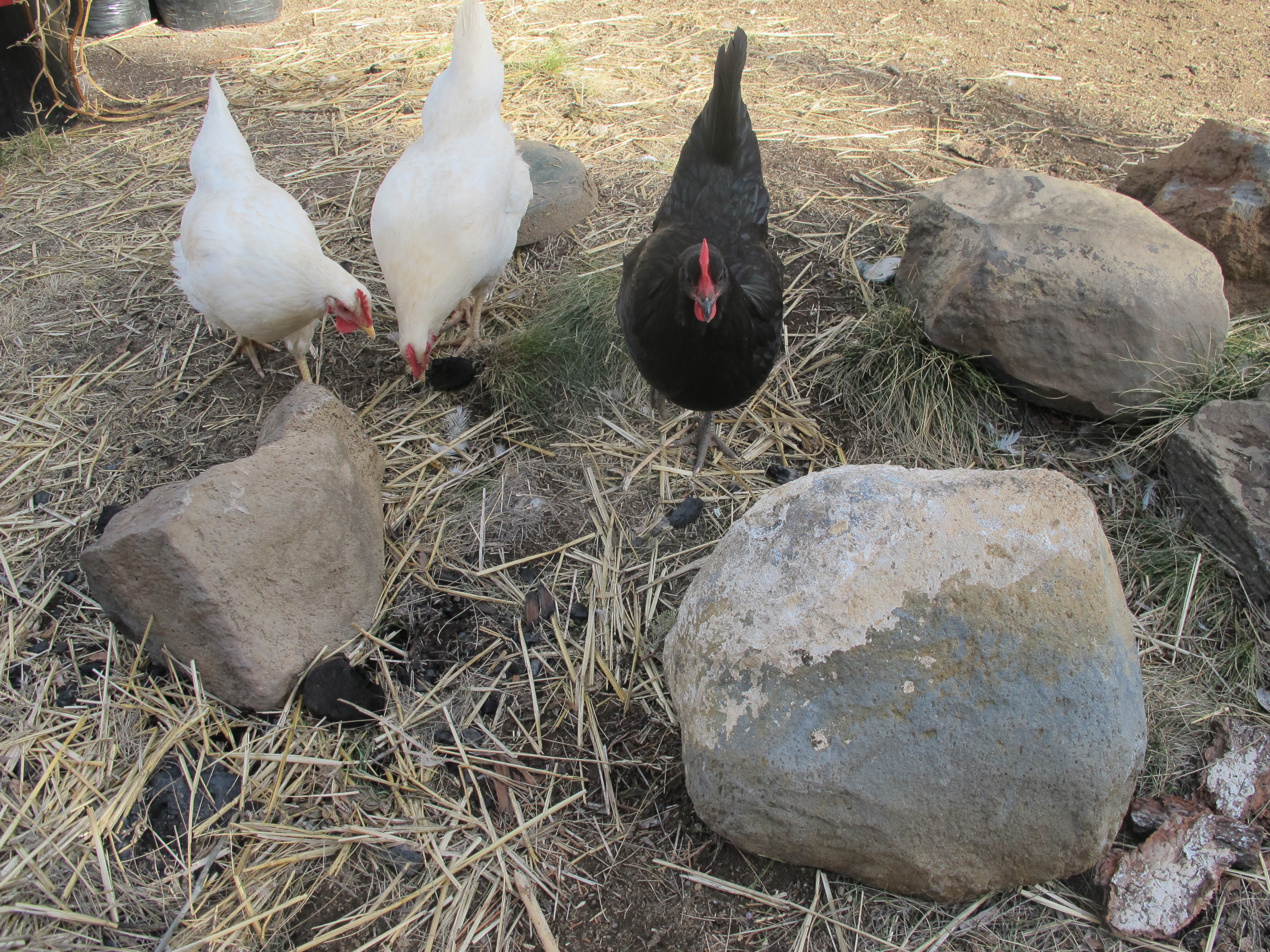 All of our hens: Mullet, Suzy Q and Obsidian.