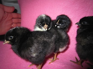 All of the black Chicks