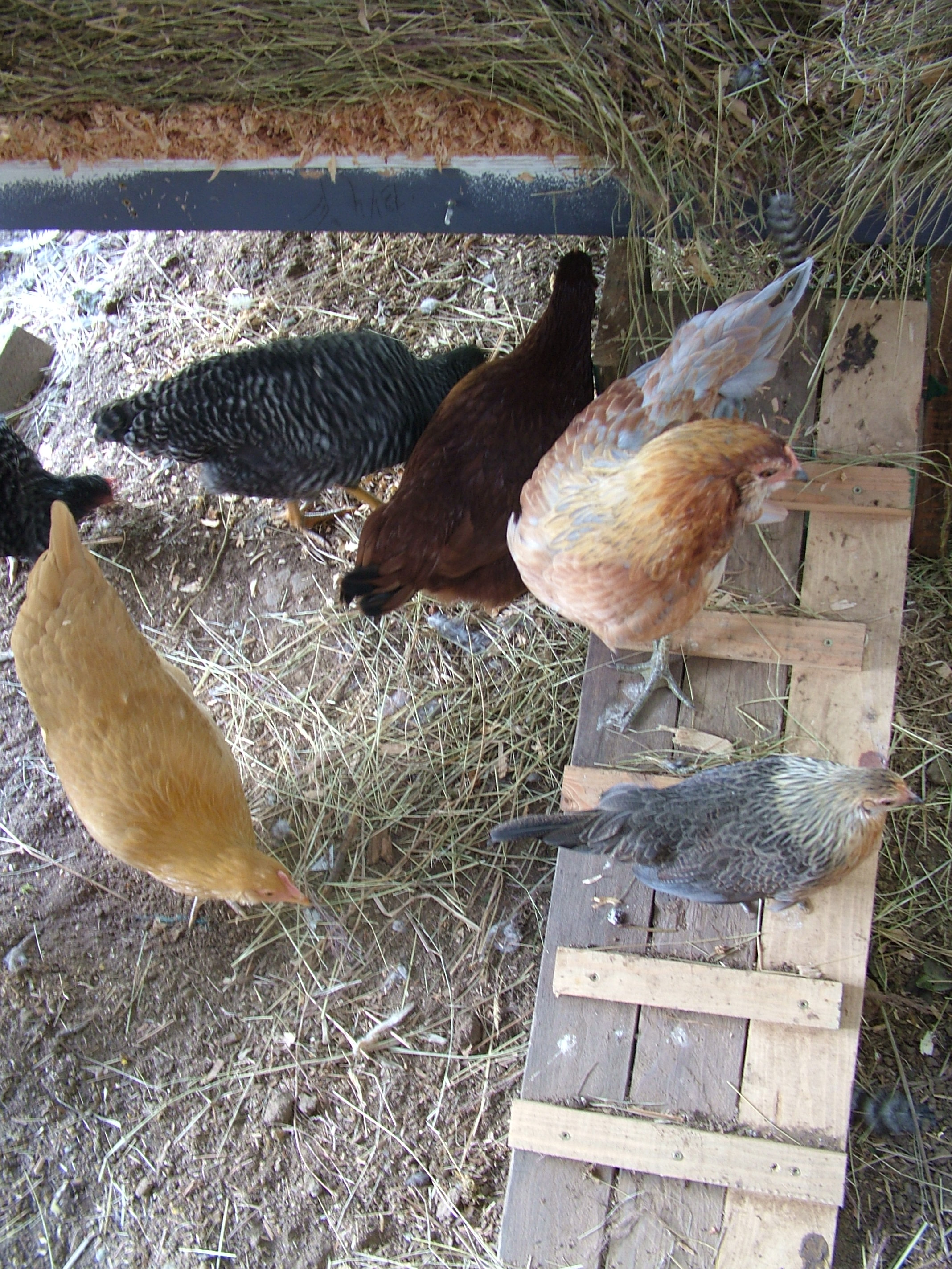 All of the girls were curious when I fully opened up the coop to take some photos of it.