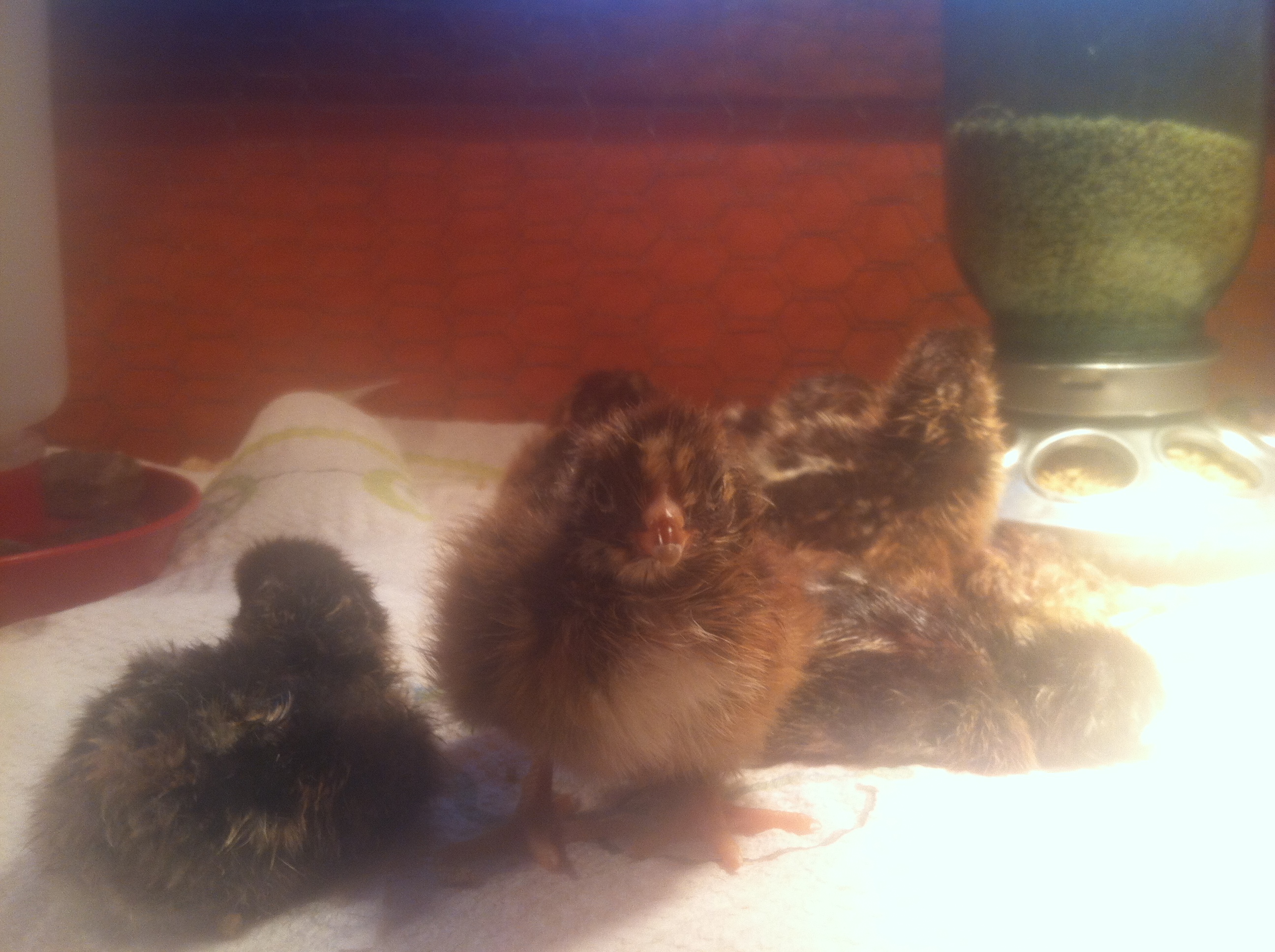 All out of the bator and into the brooder they go!