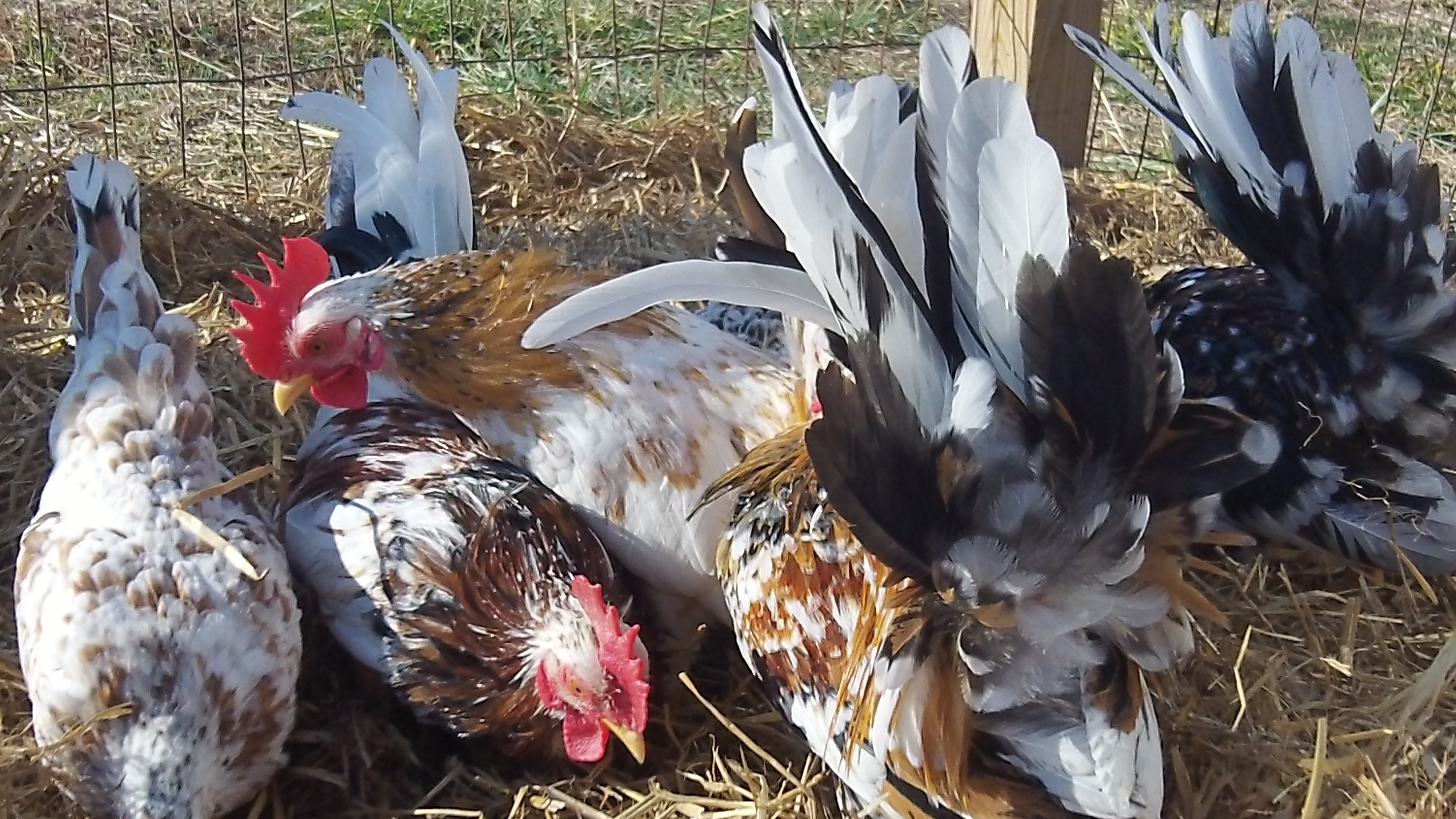 all outside for the 1st time