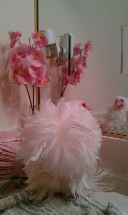all ready for show day dec 2012