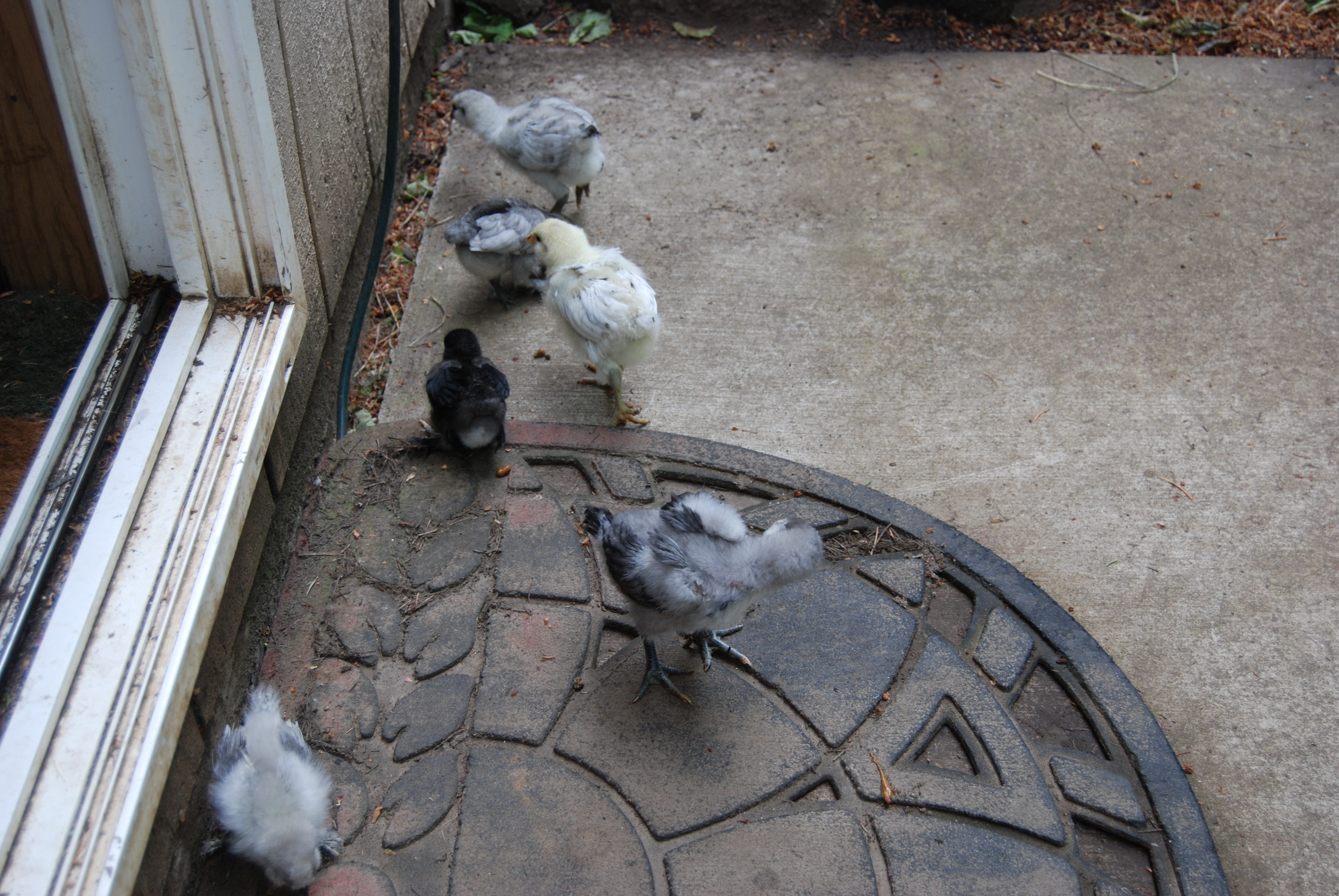 All second hatch