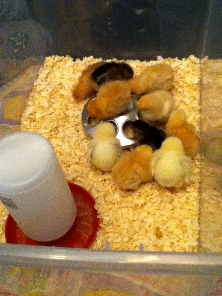 all settled in their box