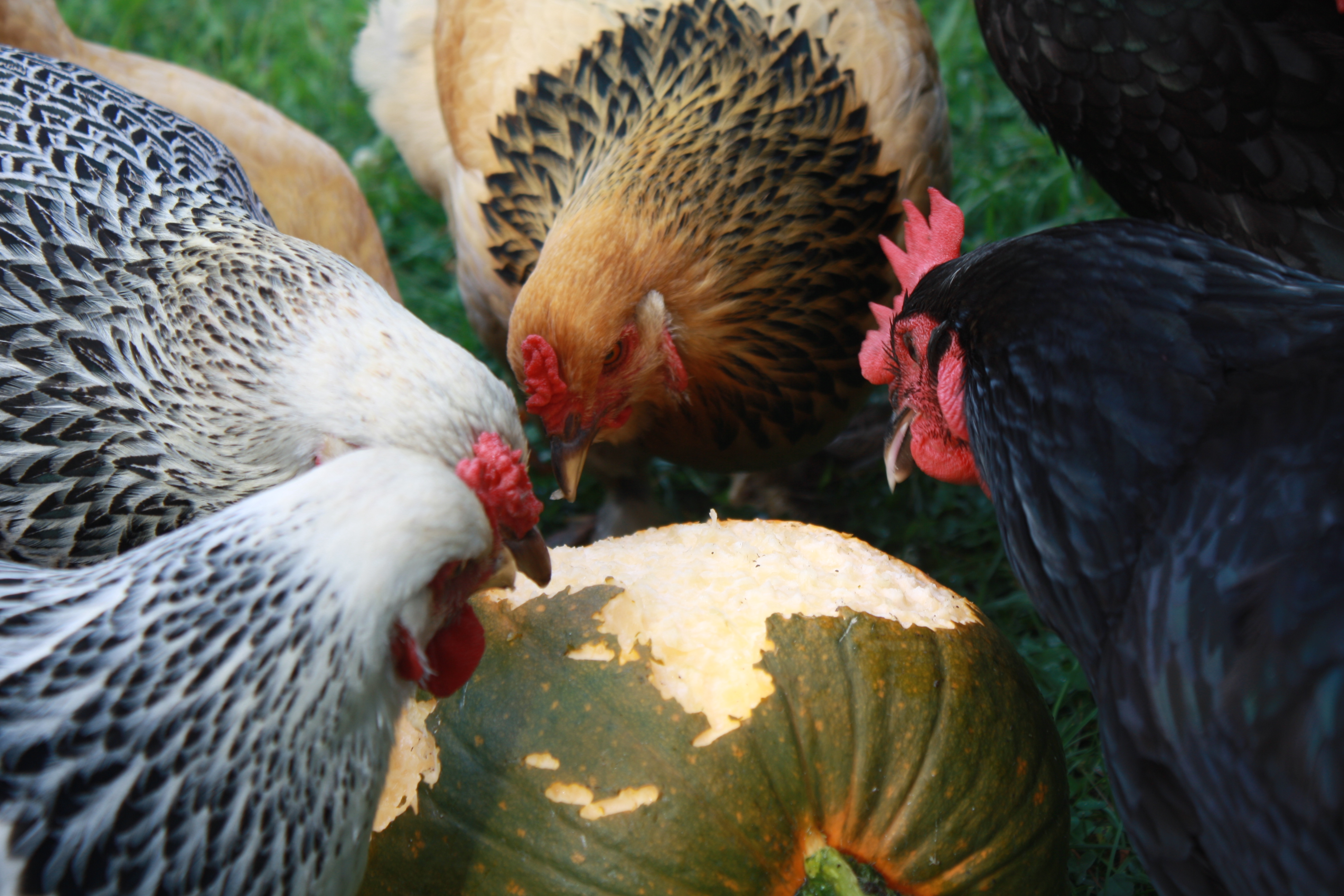 All seven of my chickens got to the pumpkin I was growing...for them...I guess!