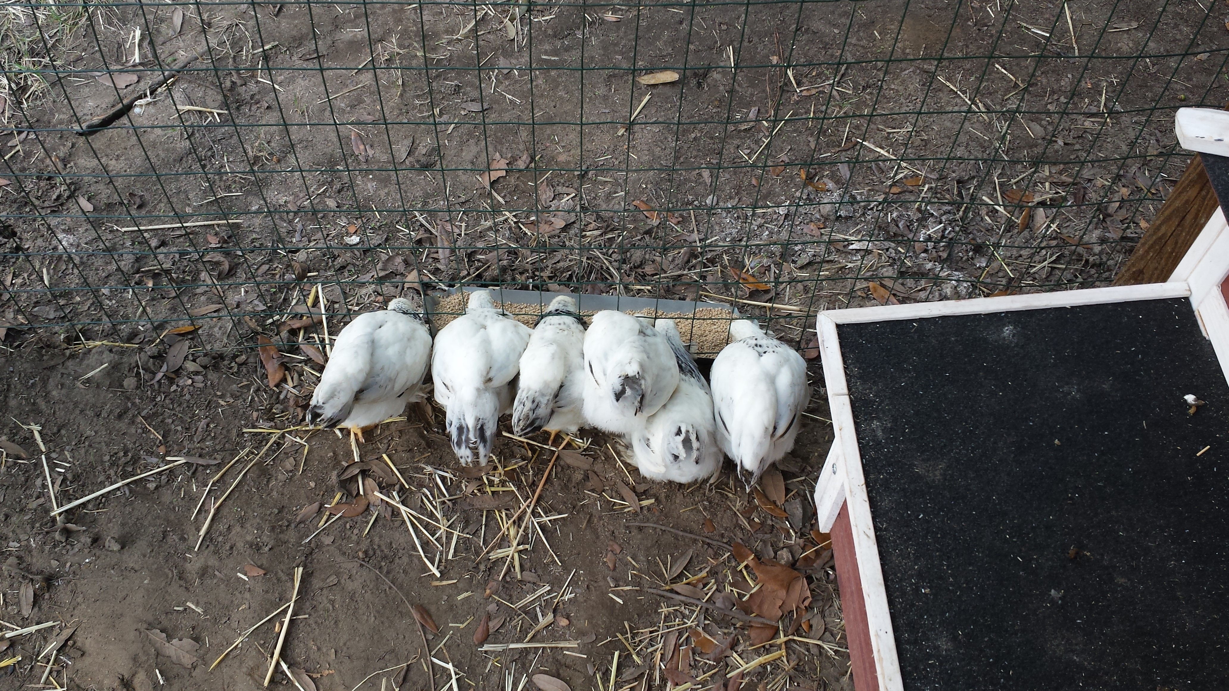 All six having breakfast, about 4 months.