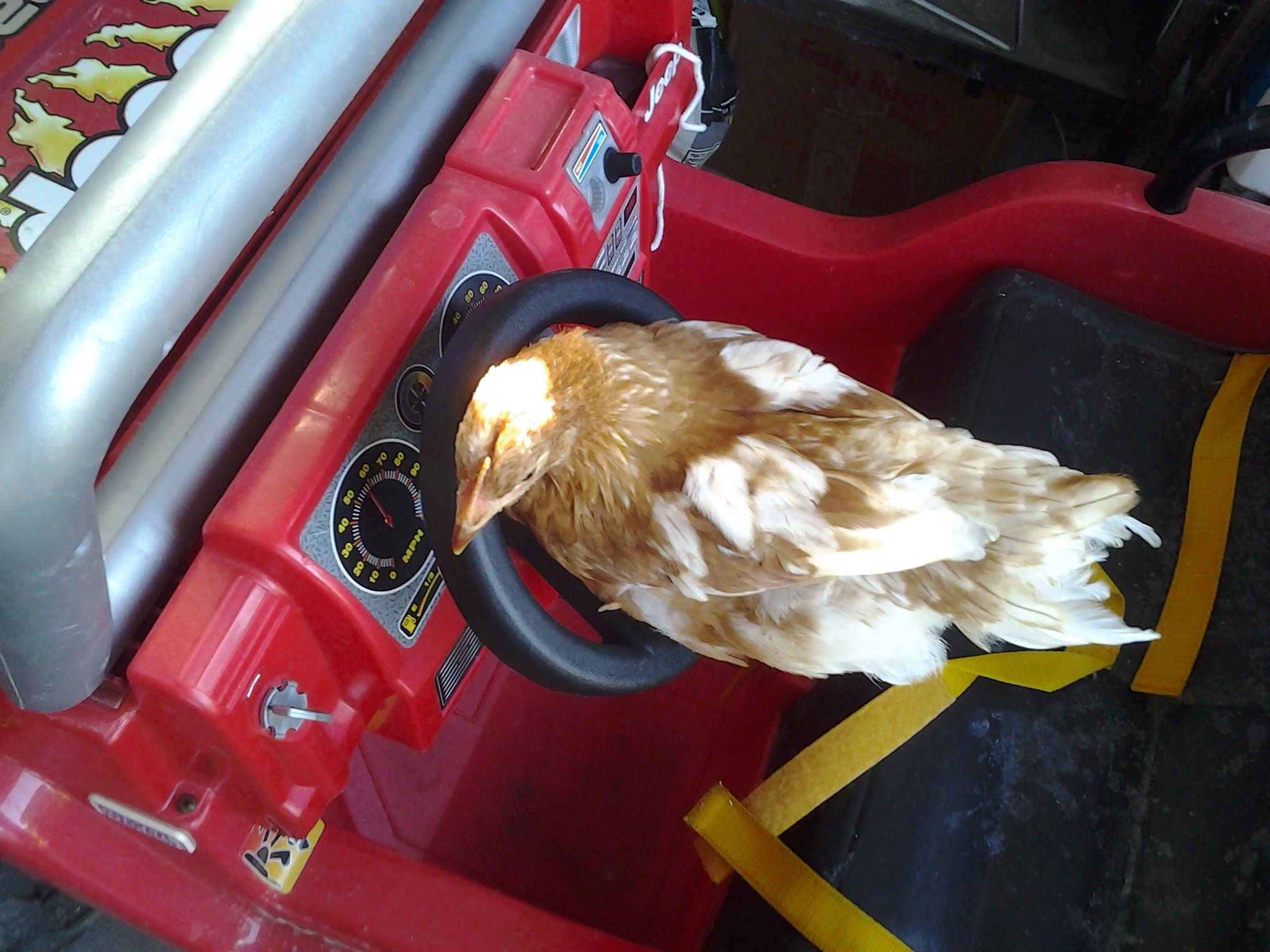 All that Prissy needs now to drive this electric toy jeep is a brick to put on the pedal!