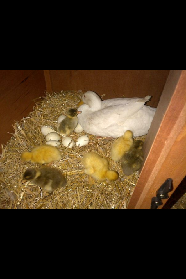 All the babies and mum!!