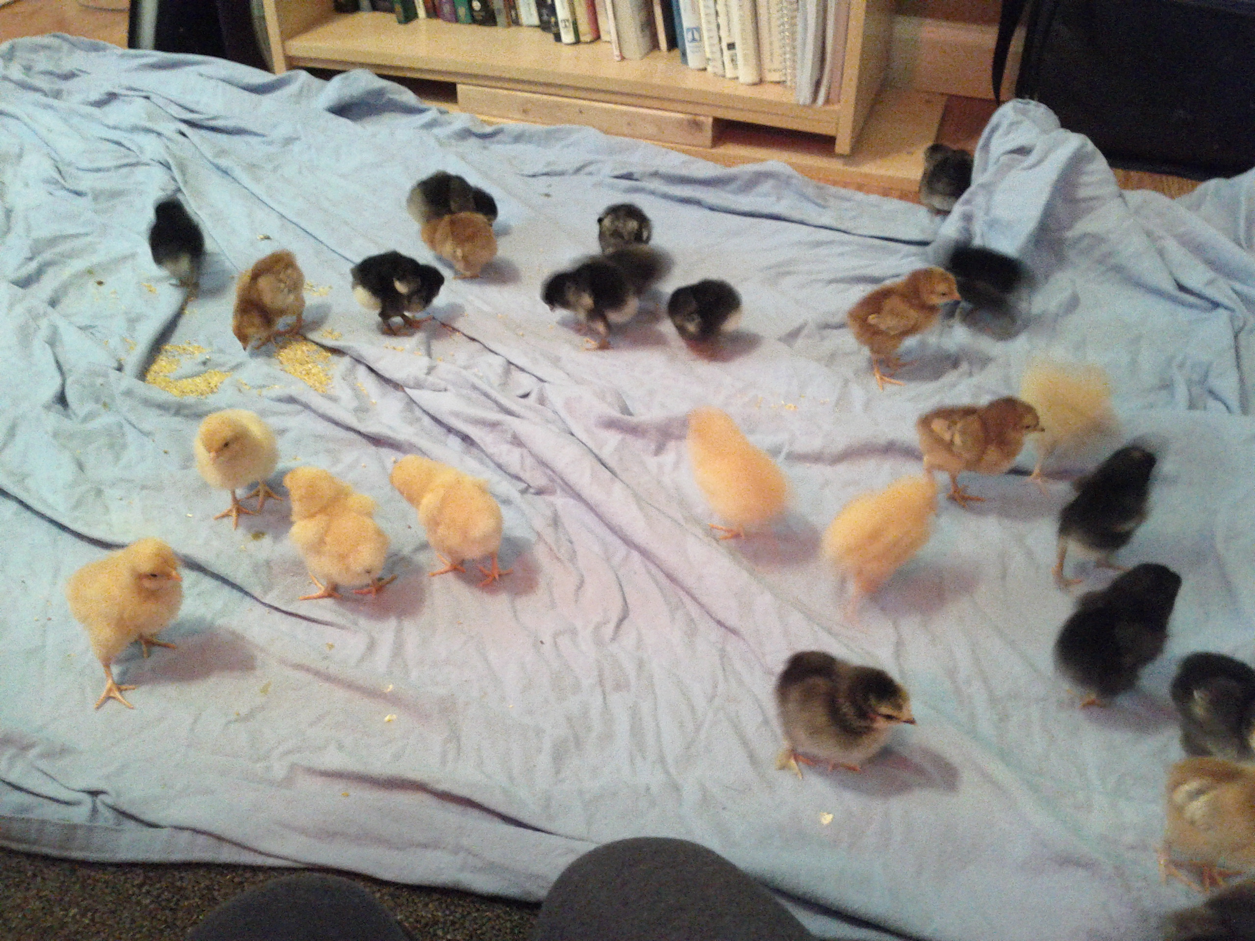 All the babies enjoying stretching their wings!