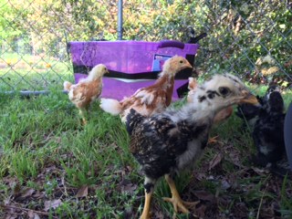 All the babies on their very first excursion into the grass :)