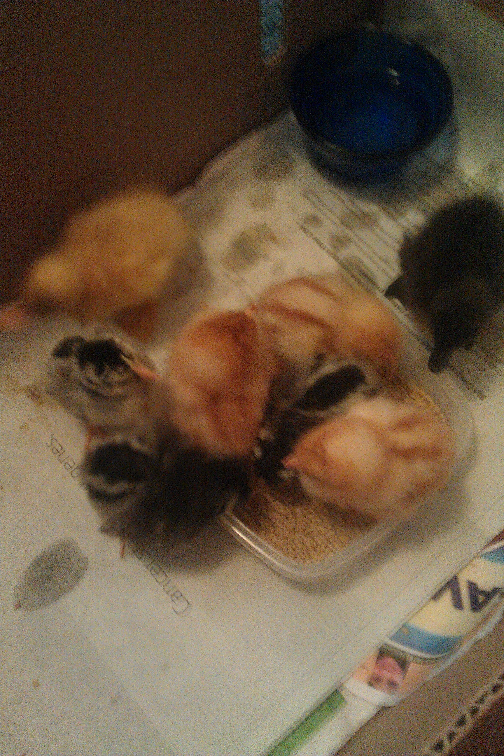 All the babies together