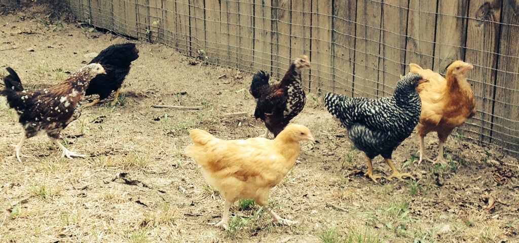 All the chickens free ranging in the yard