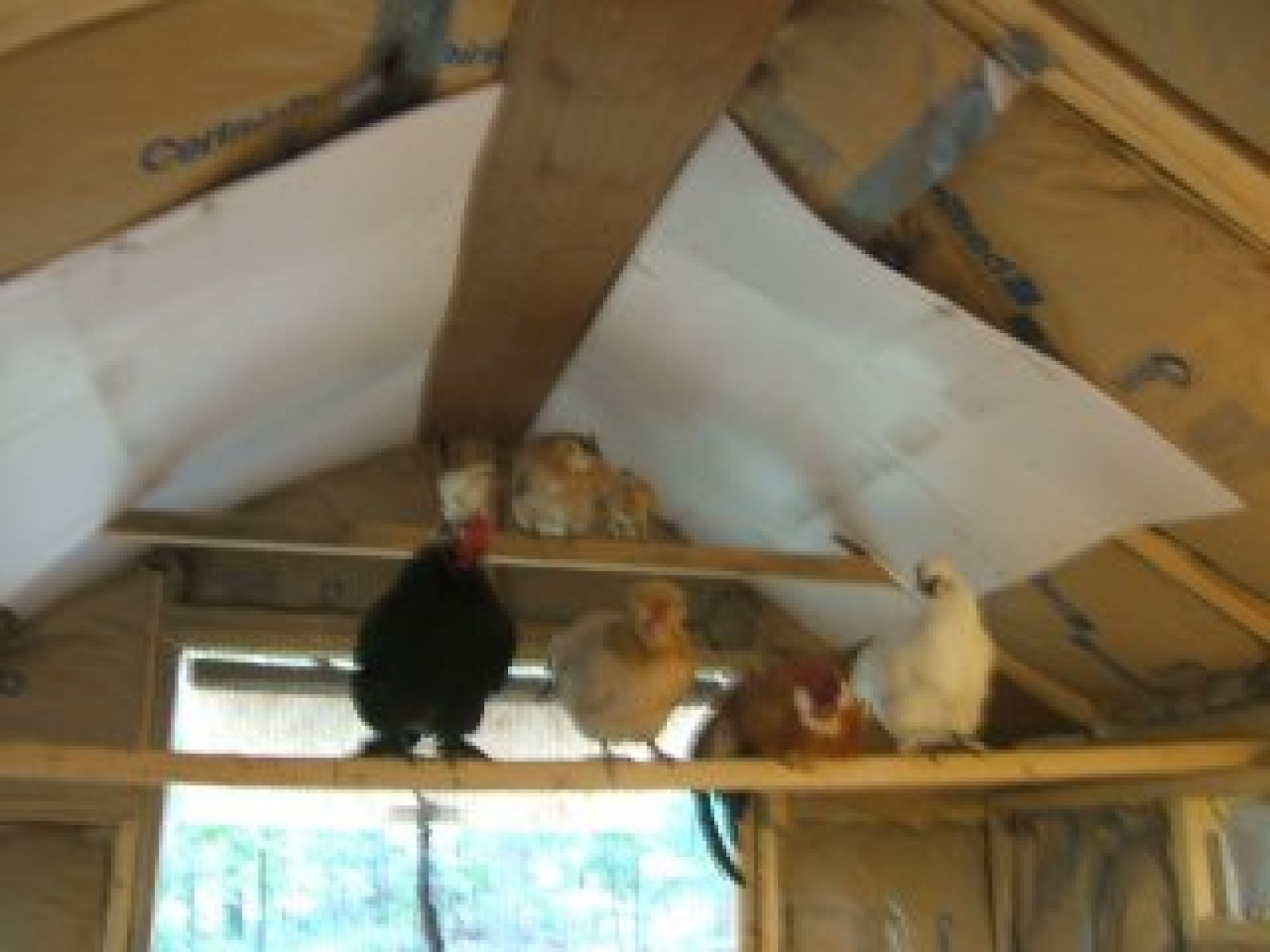 All the chickens getting into their favorite roosting spots for the night.