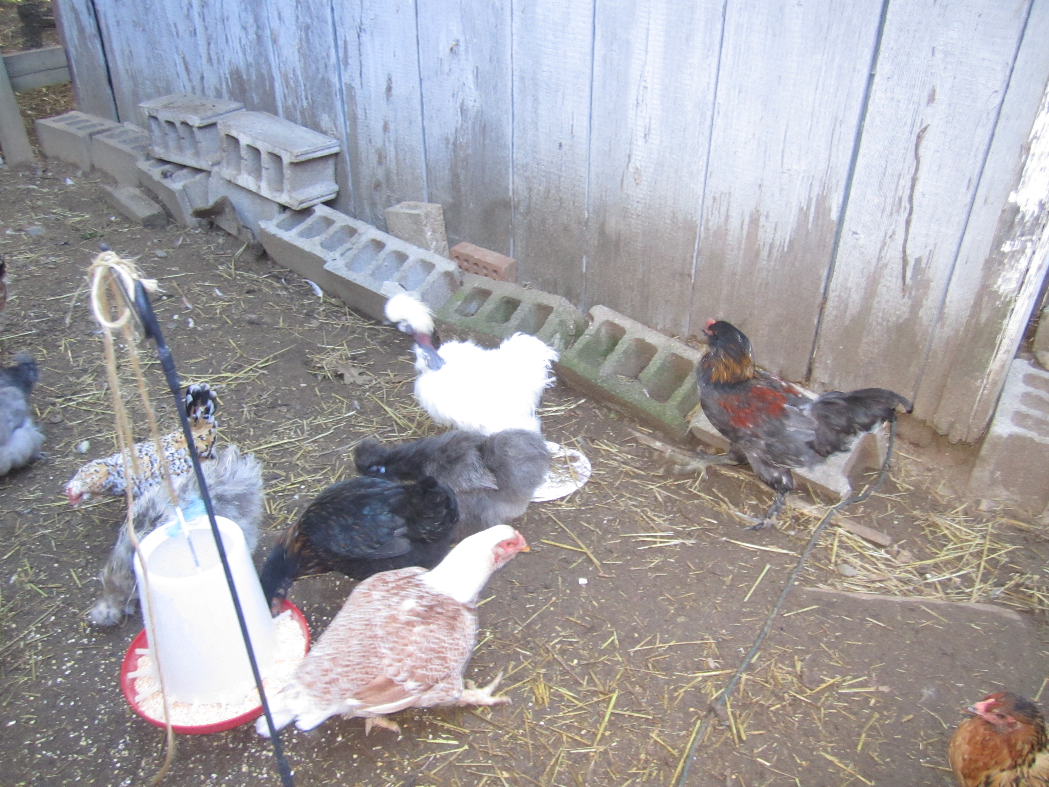 all the chickens!!!!