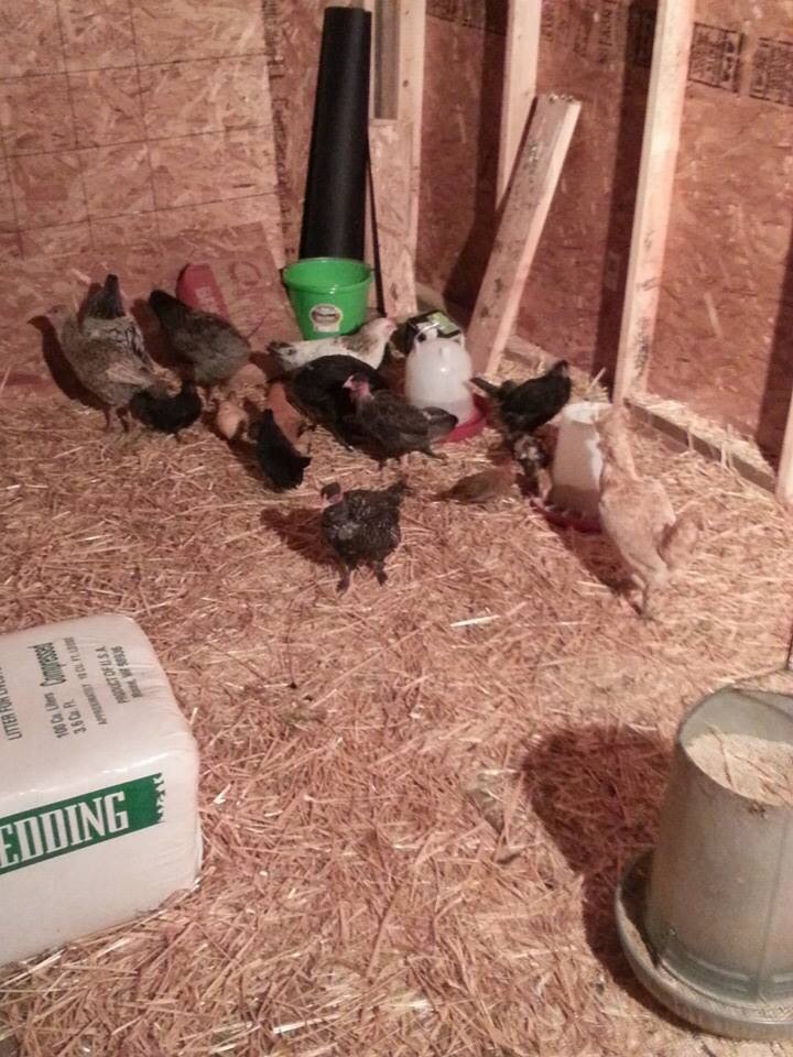 All the chicks got to go into the big coop today!