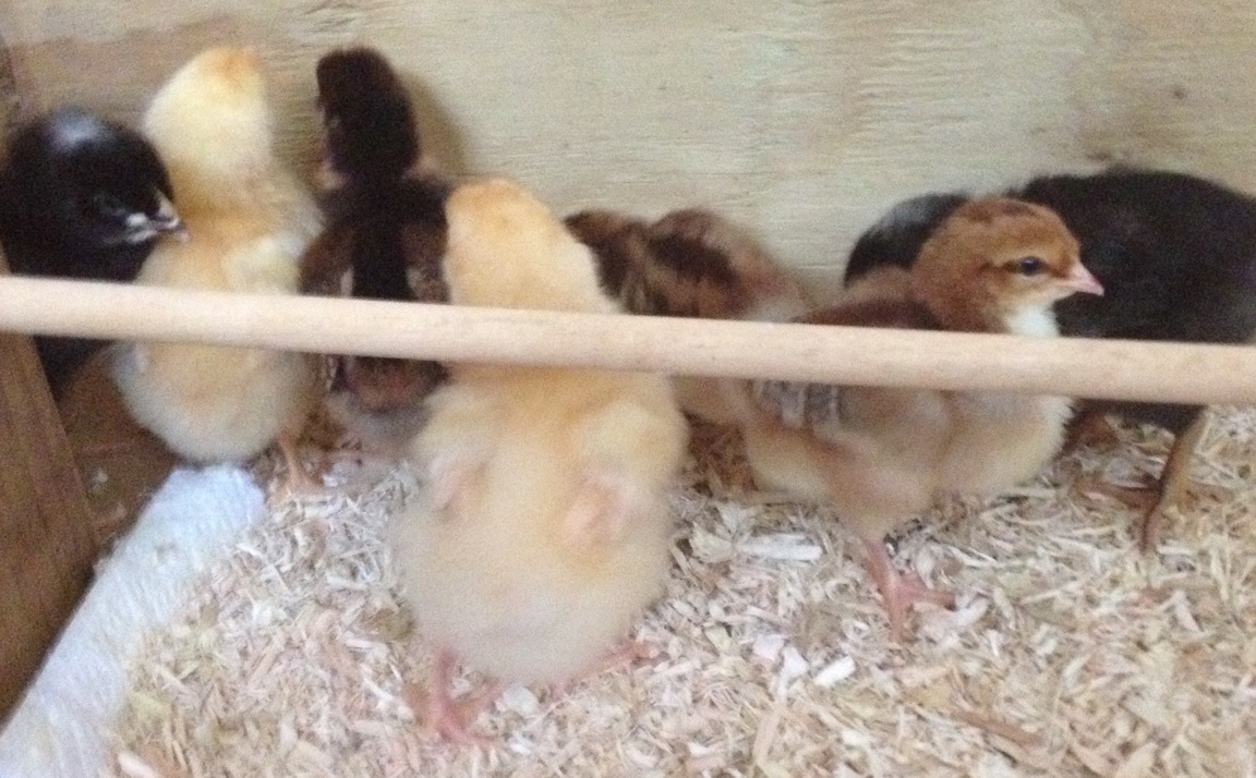 All the chicks in a corner
