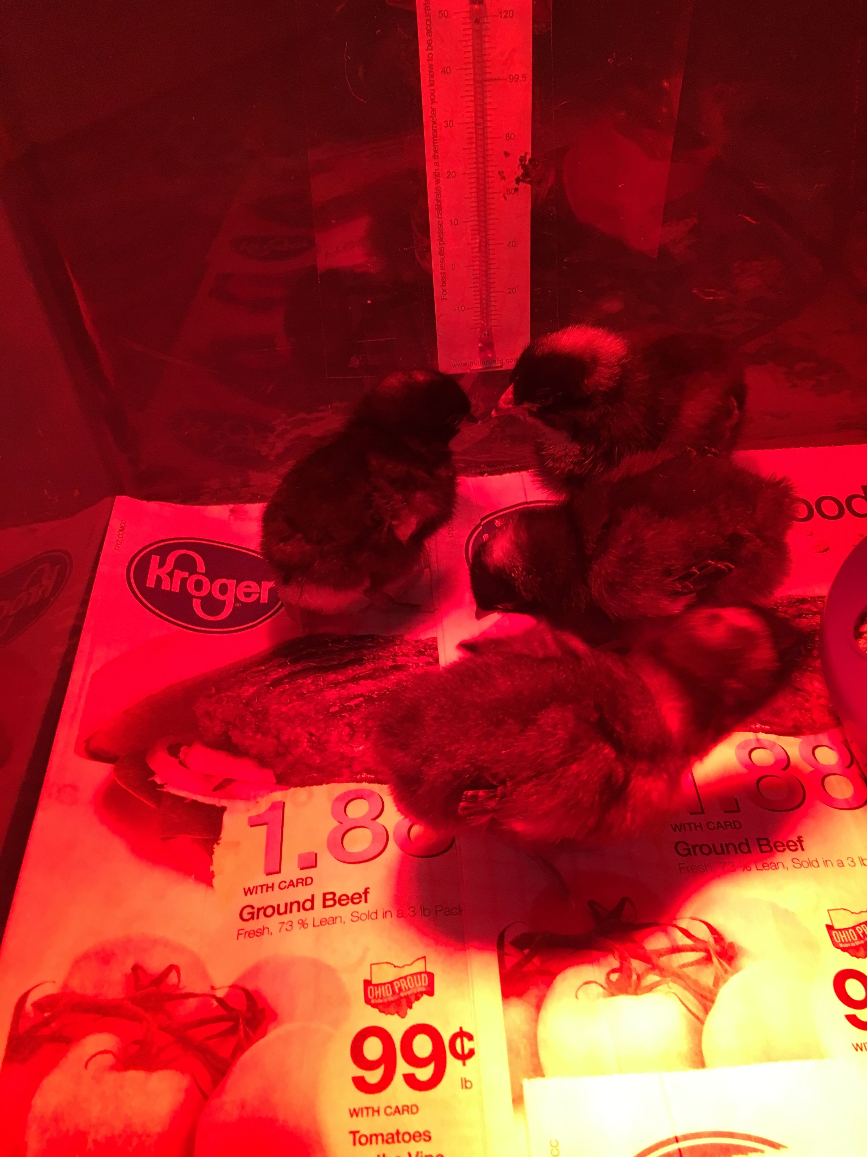All the chicks minus Pepper