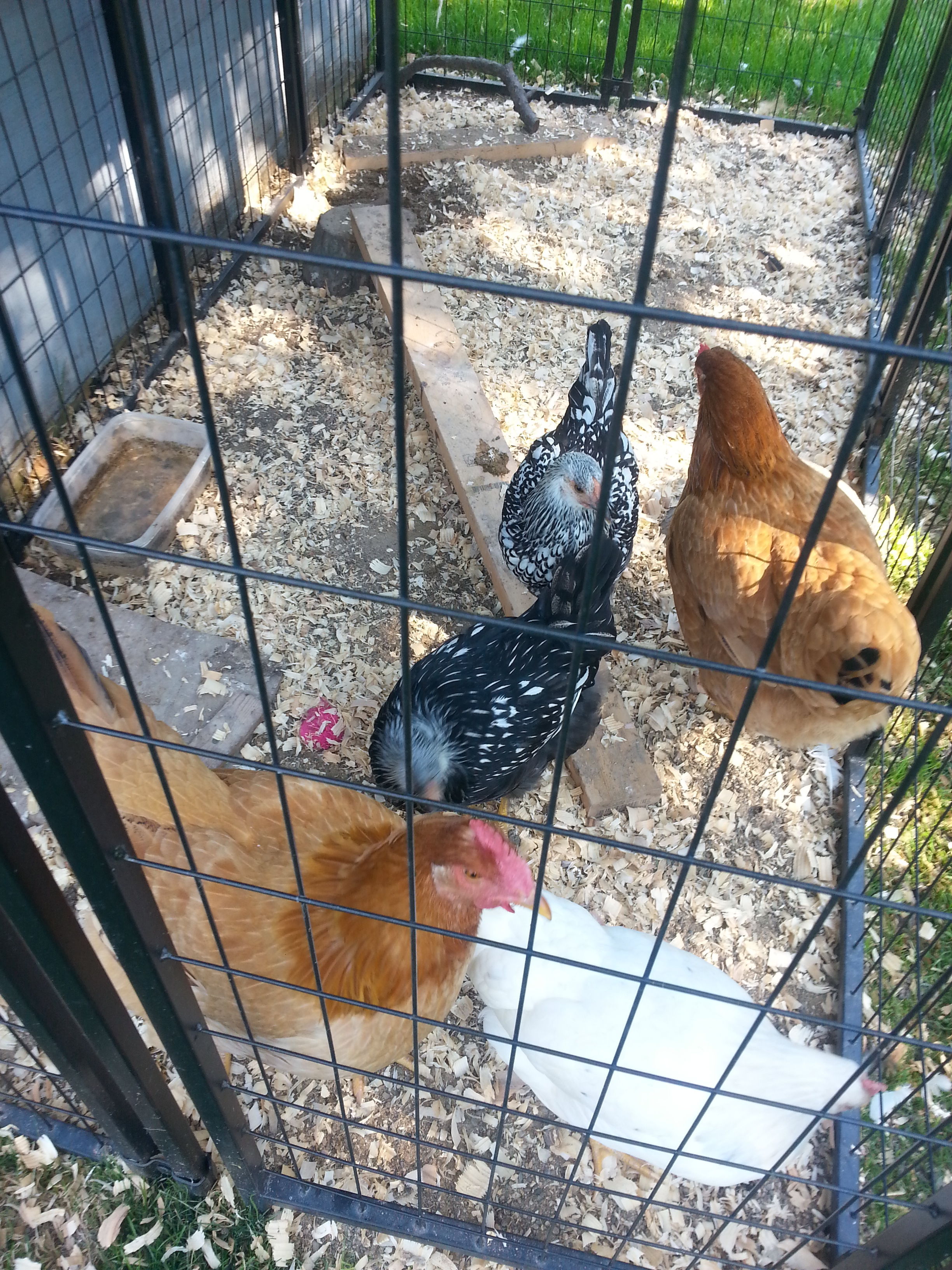 All the chicks