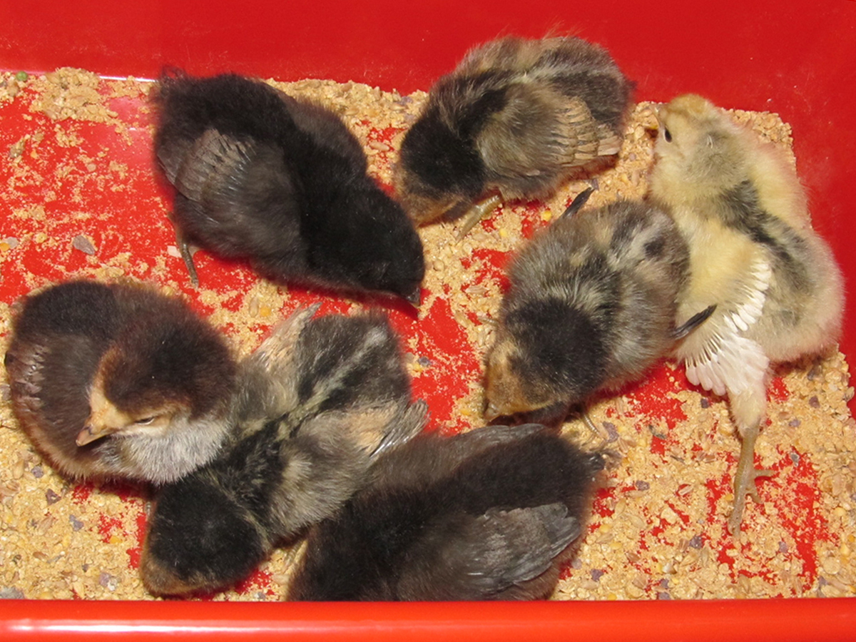 All the chooks at five days.