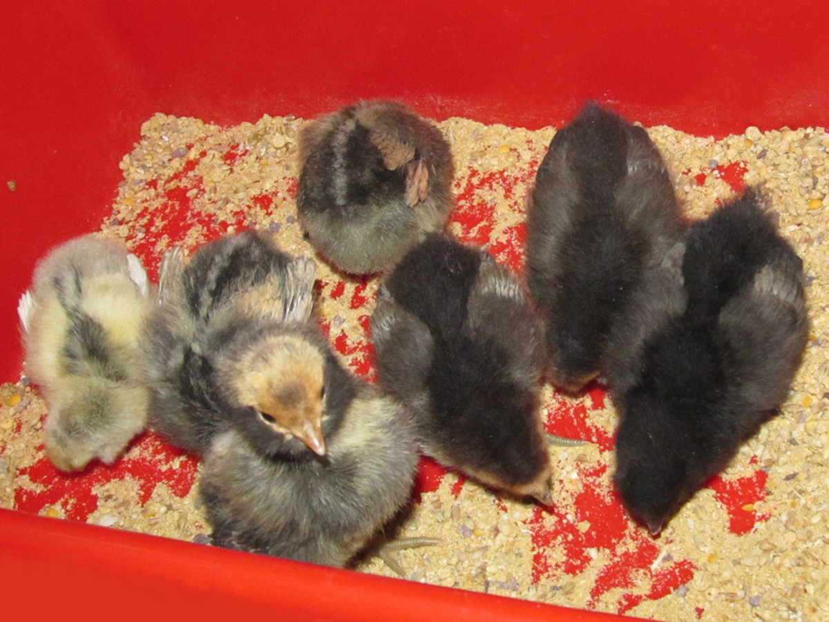 All the chooks at five days.