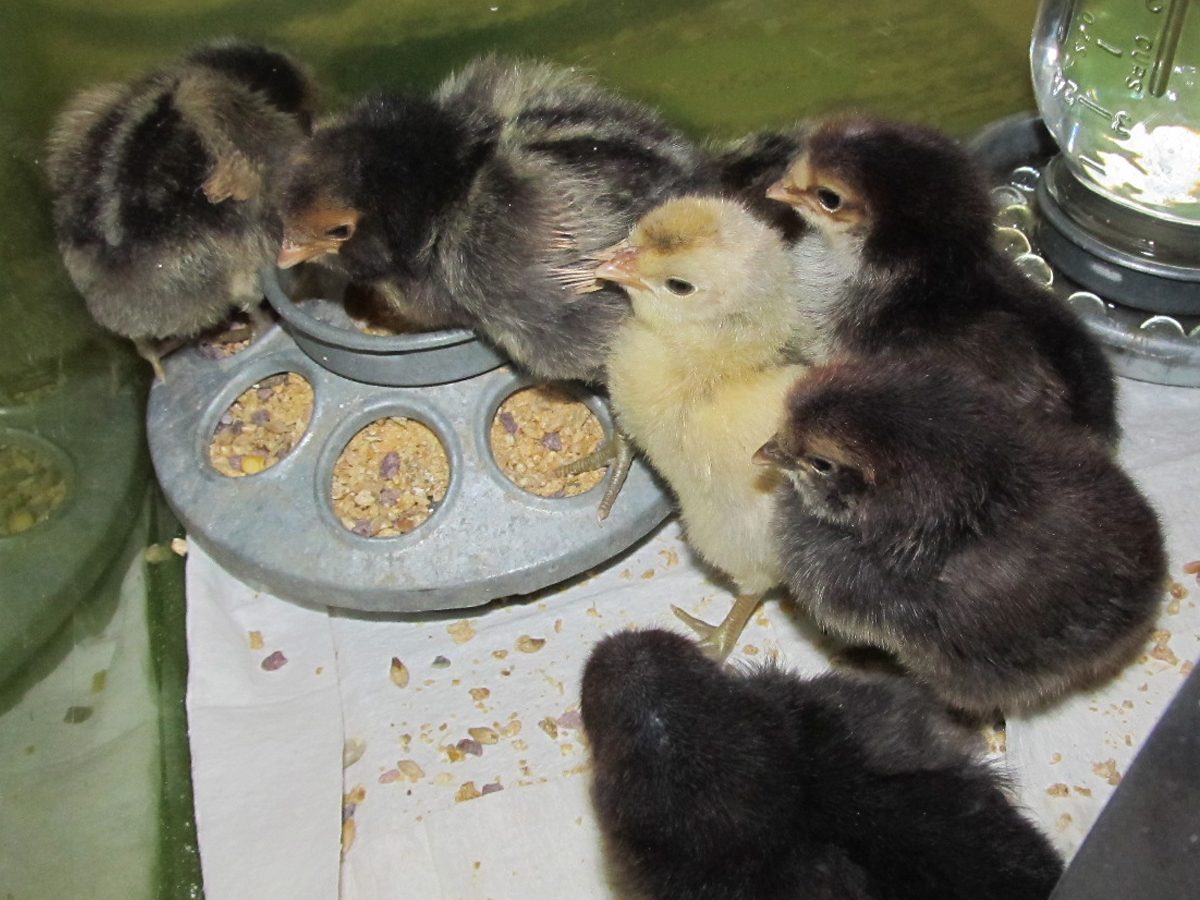All the chooks at four days.