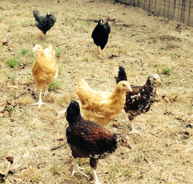 All the chooks come running when I call