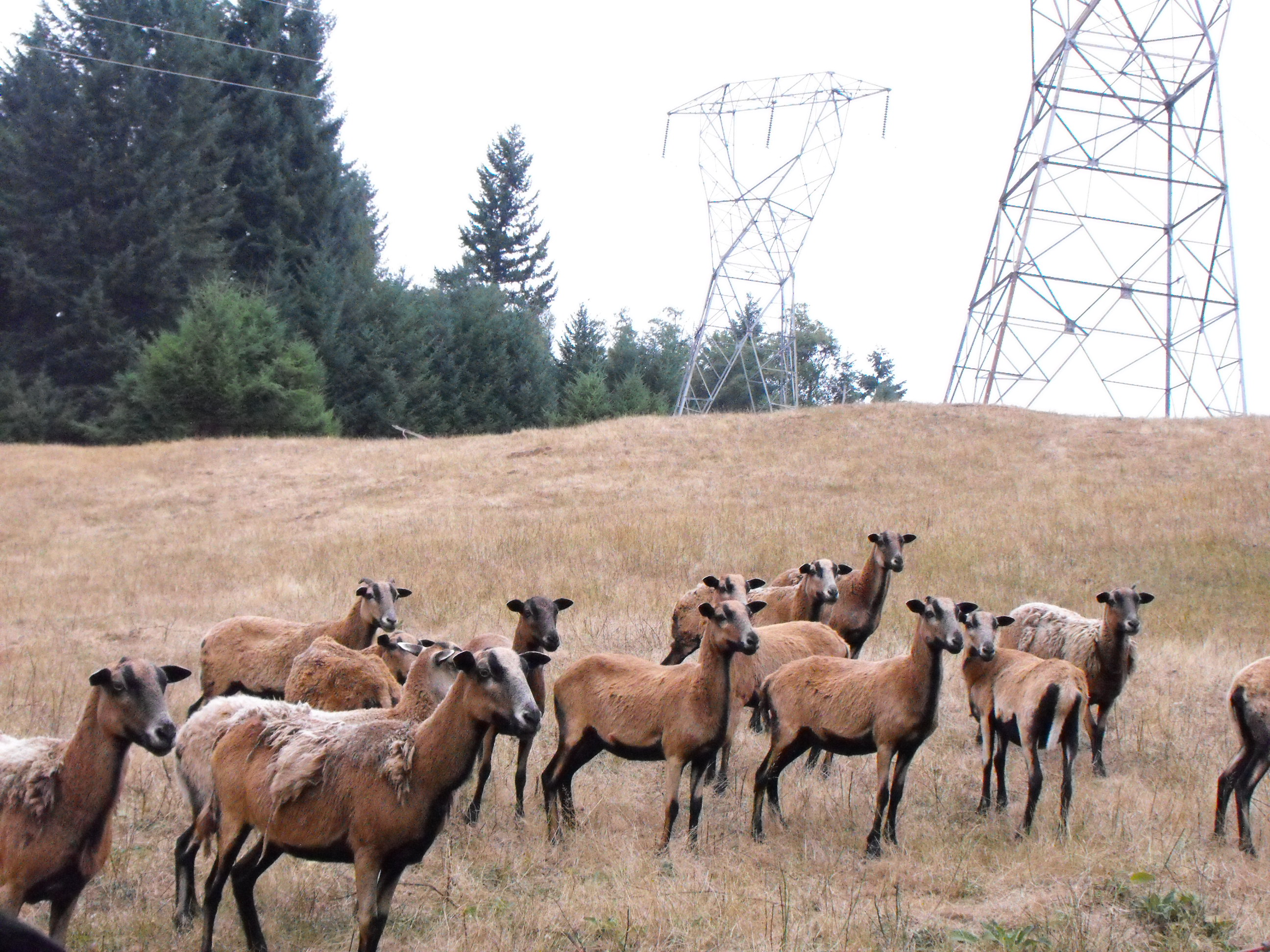 All the ewes, before someone shot them down in their pasture. RIP ladies