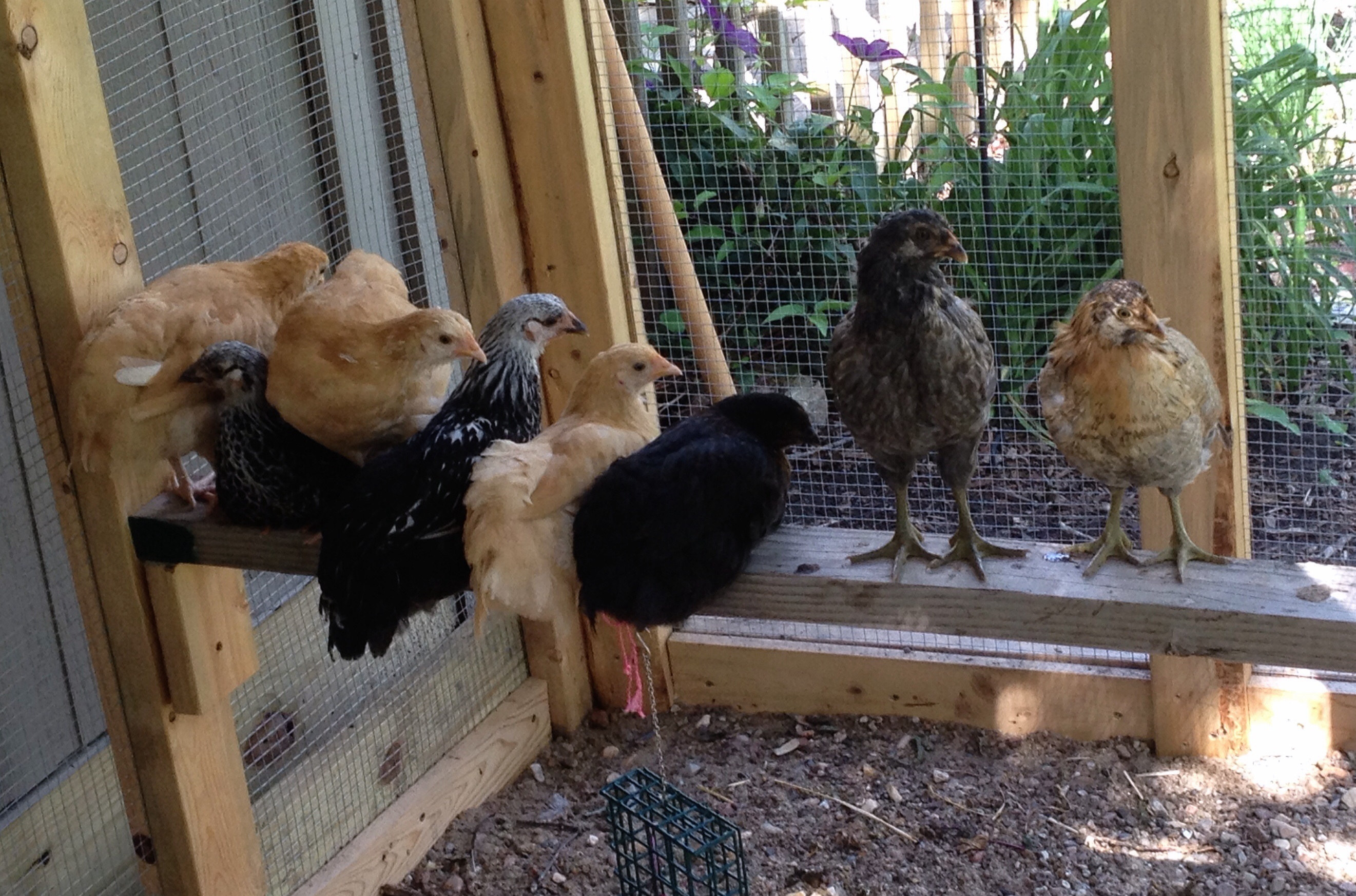 All the girls on their perch 7wks