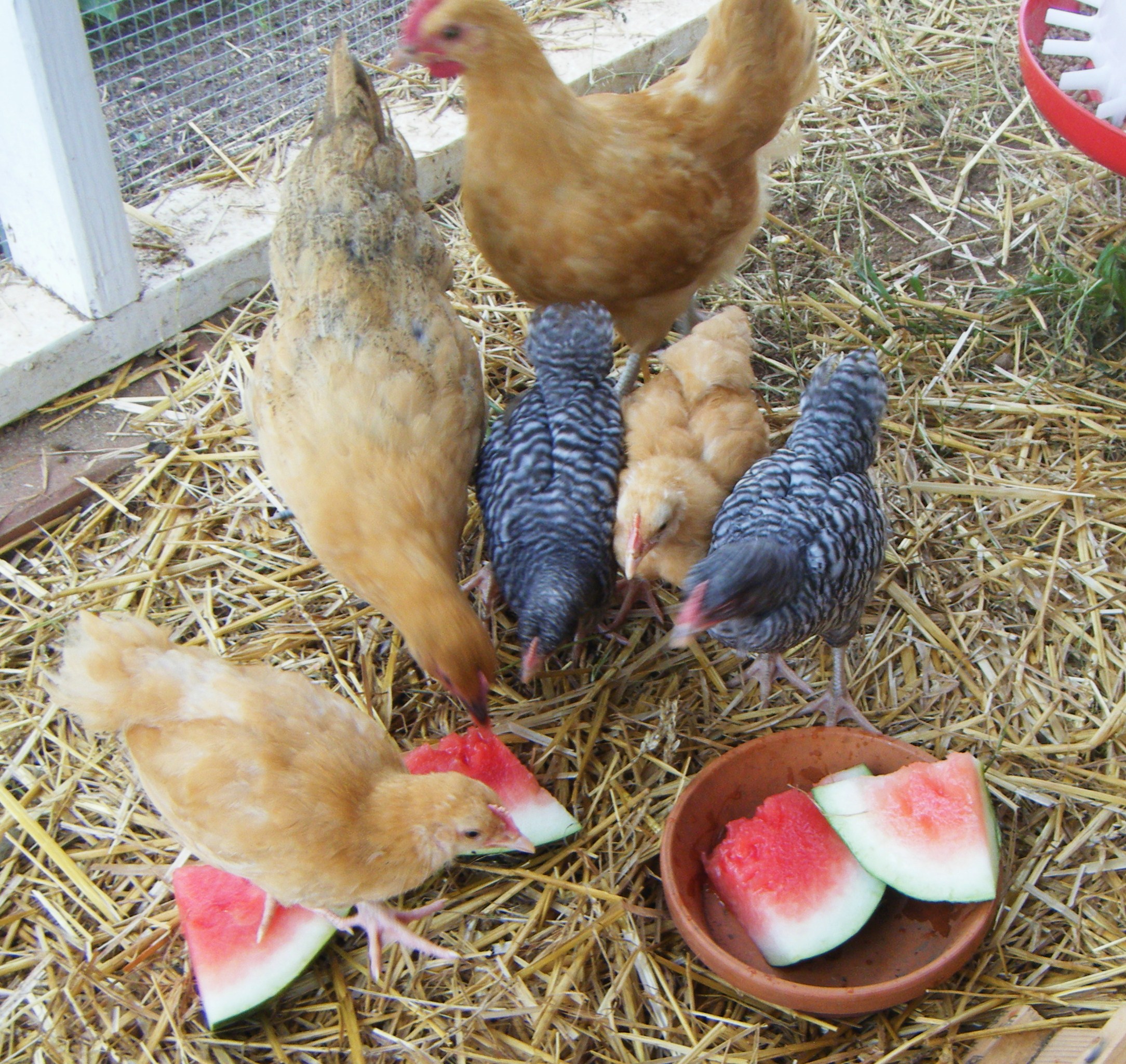 All the ladies are present and accounted for and eager to eat some watermelon. They've lived with us for one week when this photo was taken (arrived the last week of June 2012.