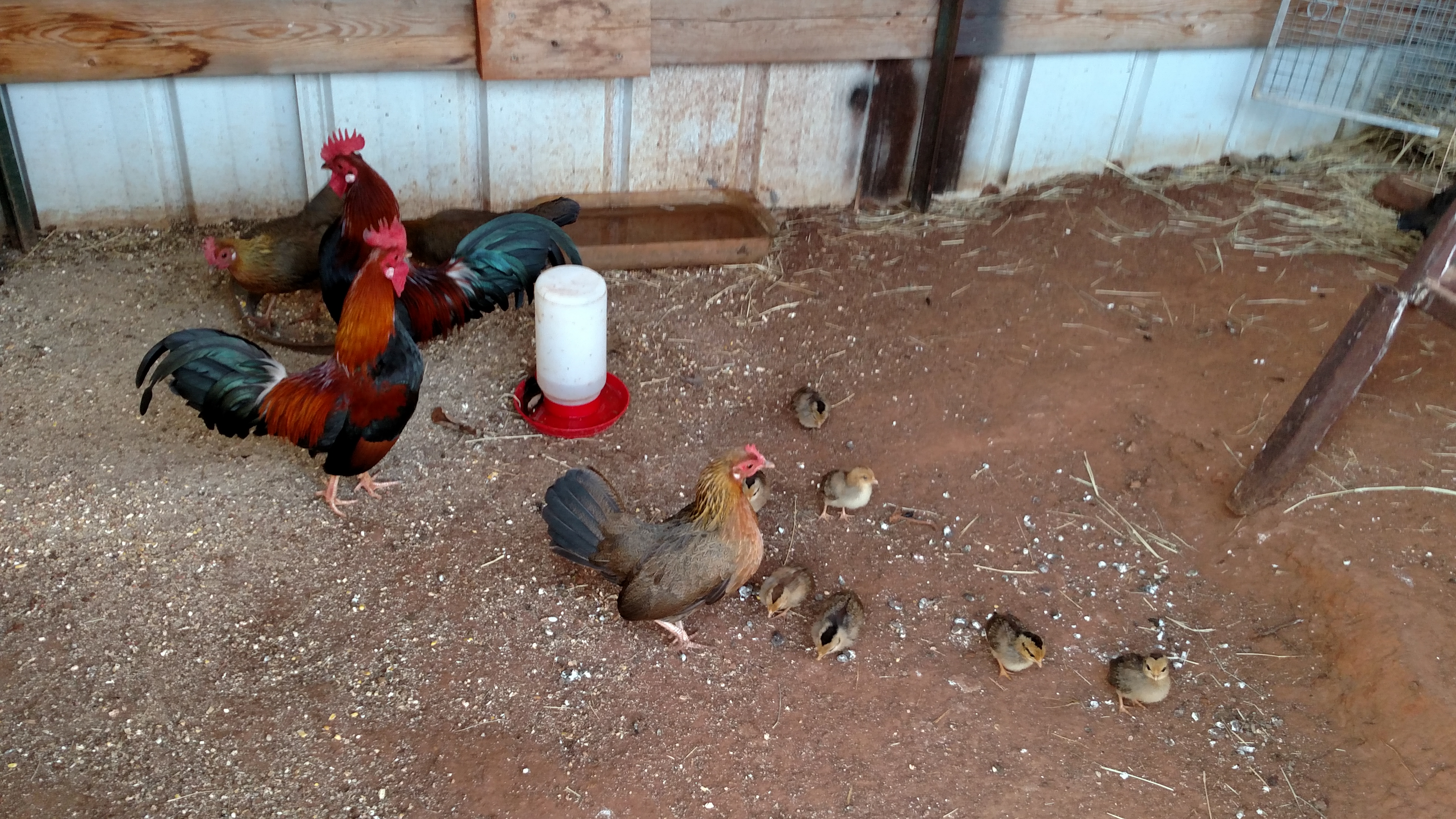 All the little ones doing good.  Everybody getting along.  Hope I am not speaking to soon!!  I have read a few horror stories about letting all the chickens run together.  Momma hen has been taking chicks out of new enclosed pen for a few days now.  So I have been on hawk duty...