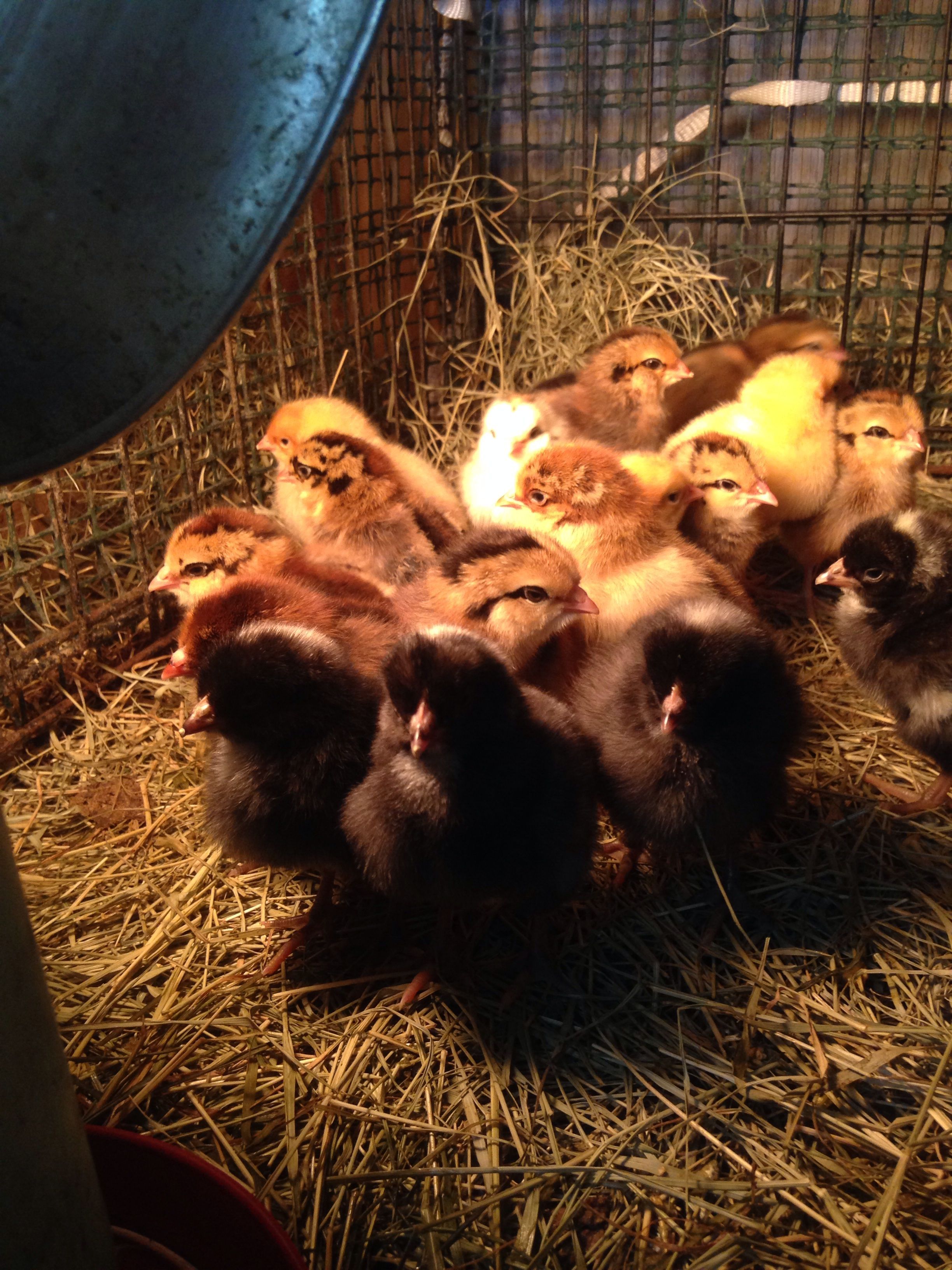 All the new little bitties under their hearing lamp :)