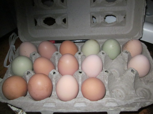 All the pretty little eggs.