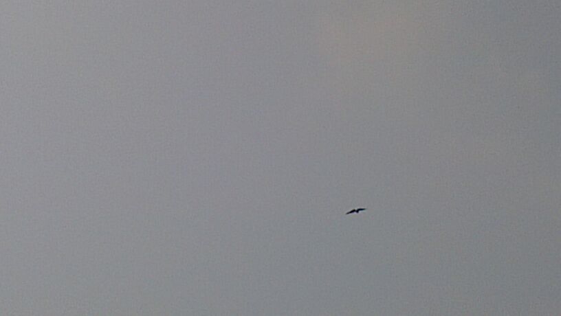 ALL the time even i have killed a lot of them  but still they are here HAWK....