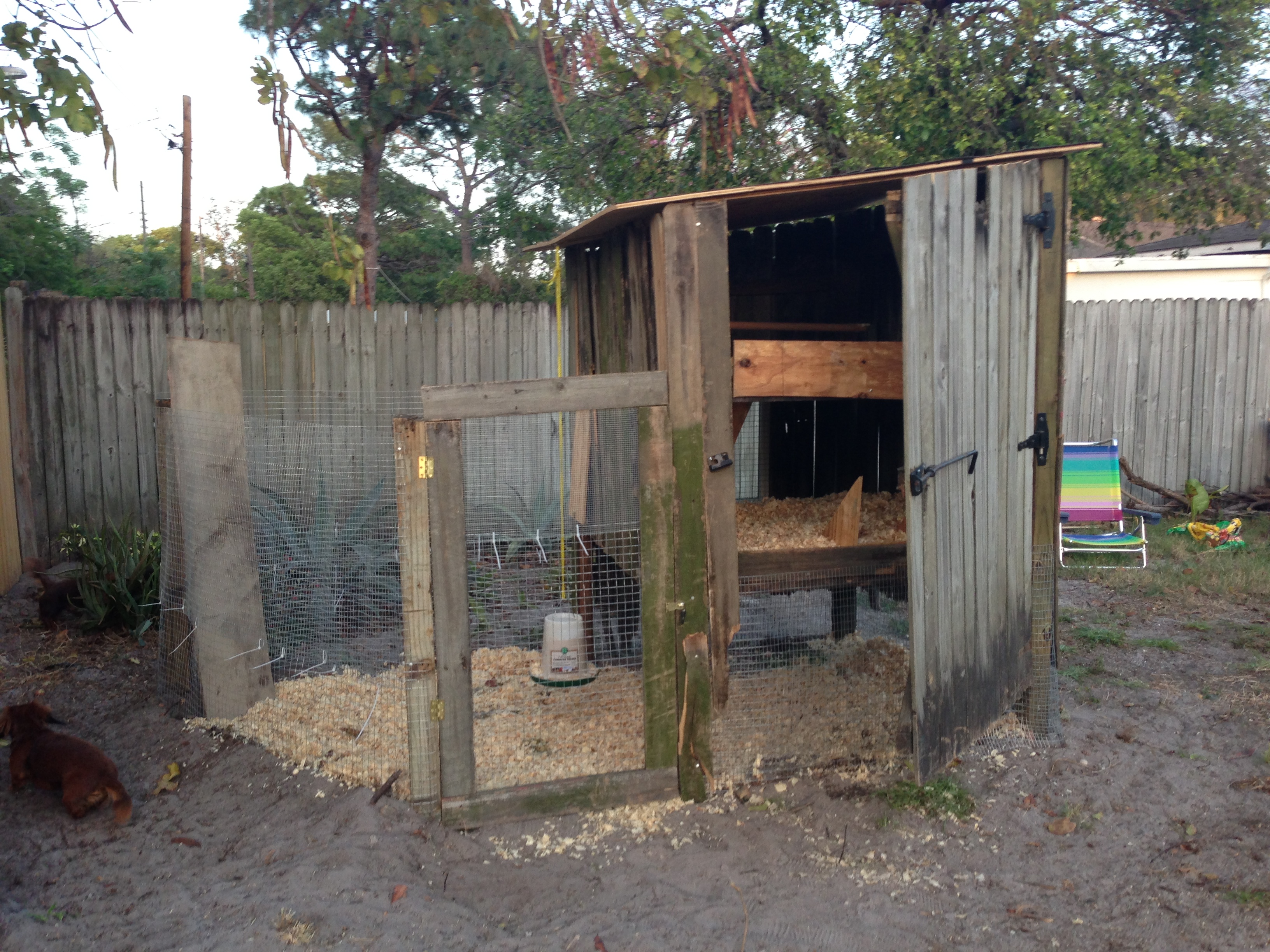 All the wire was put 18 inches in to the ground so no unwanted pest could dig their way into my chicks.