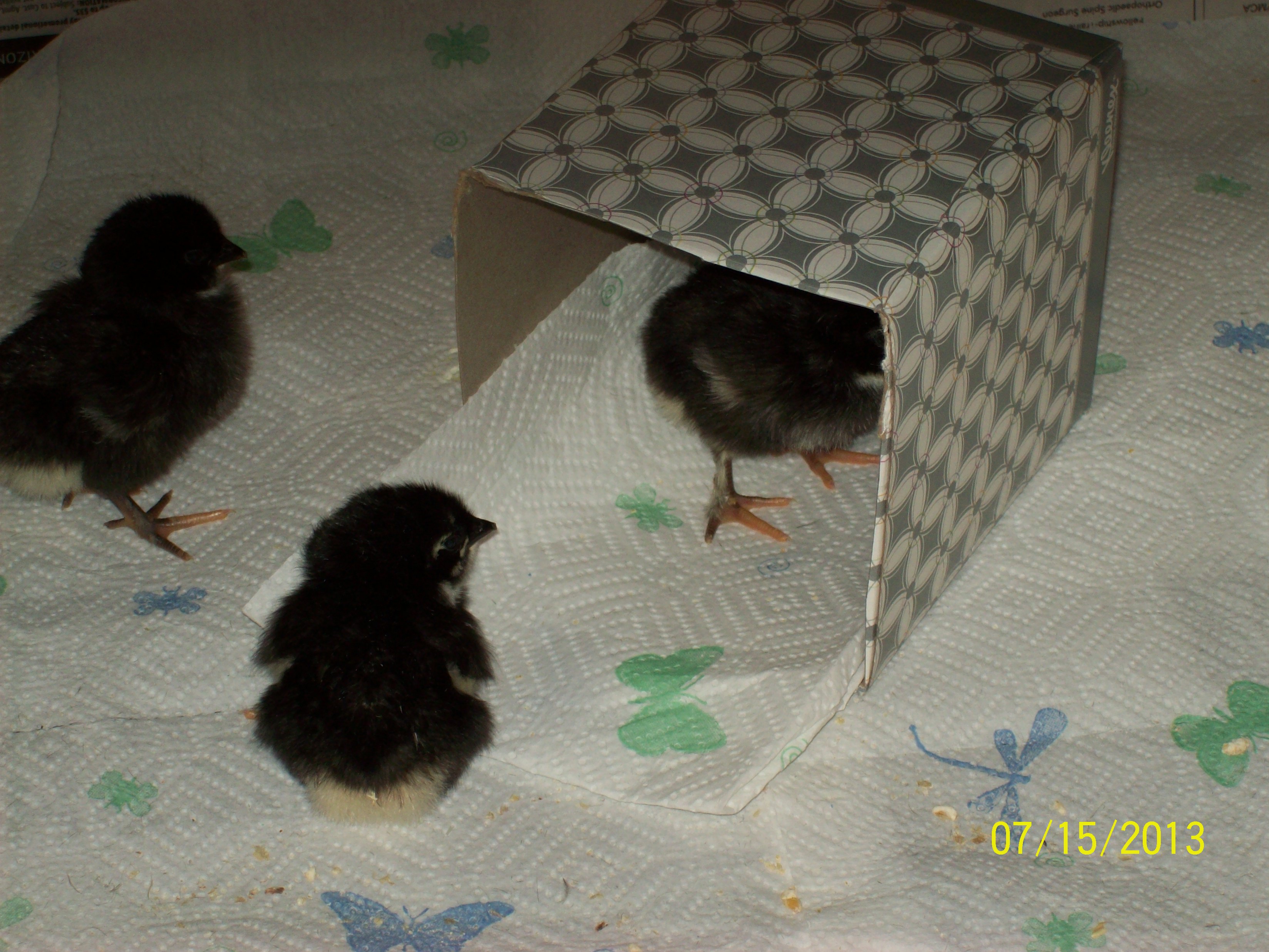 All three chicks in the brooder...checking out the tissue box now a play thing