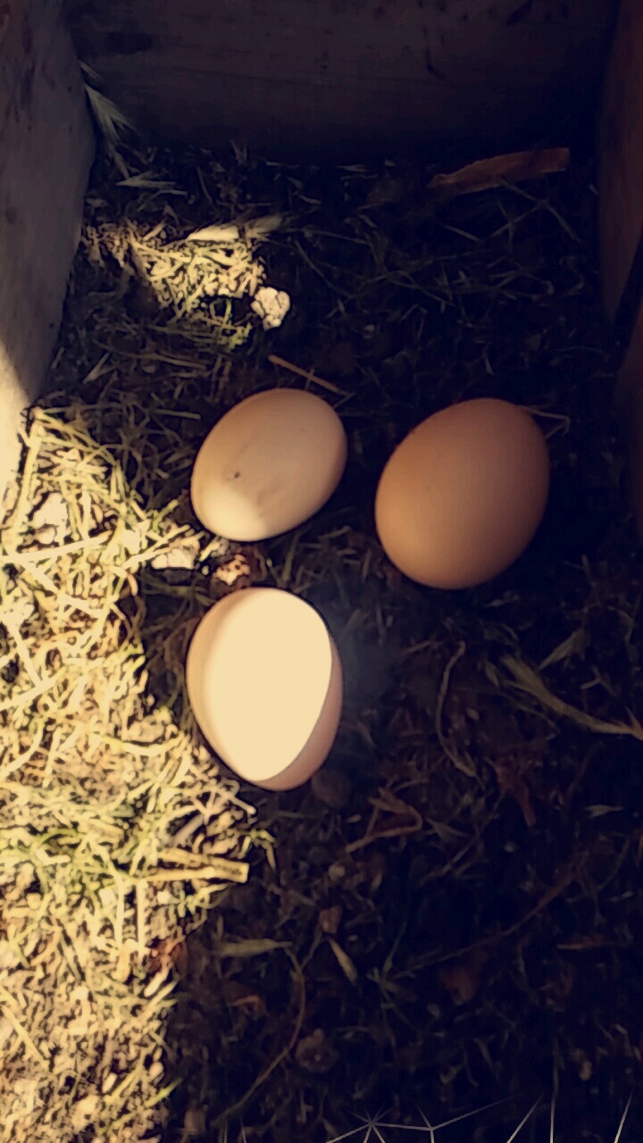 All three hens layed on the same day :D