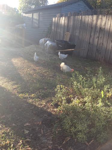 All three ladies, enjoying the yard, while coop improvements continue!