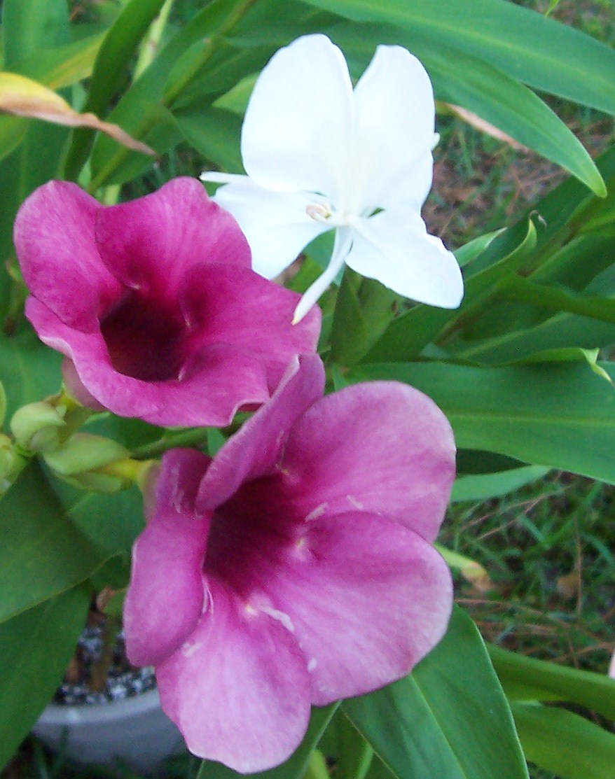 Allamanda and white hedychium aka butterfly ginger