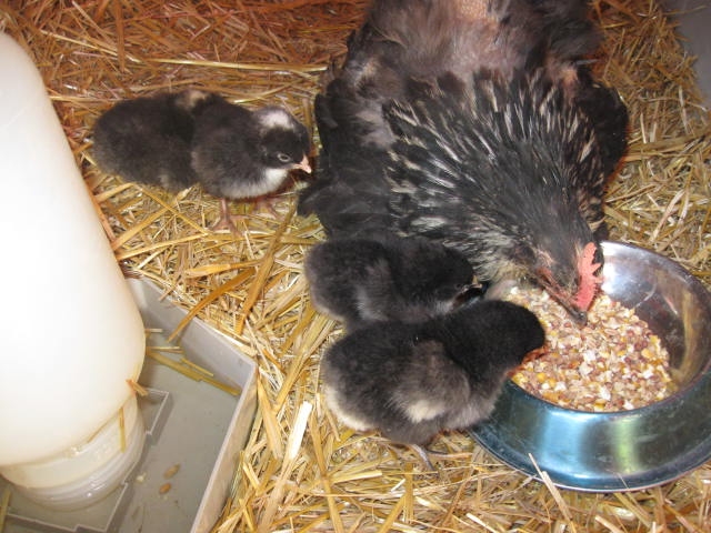 Allow me to introduce the newest additions 4 lil chicks born June 6, 2013