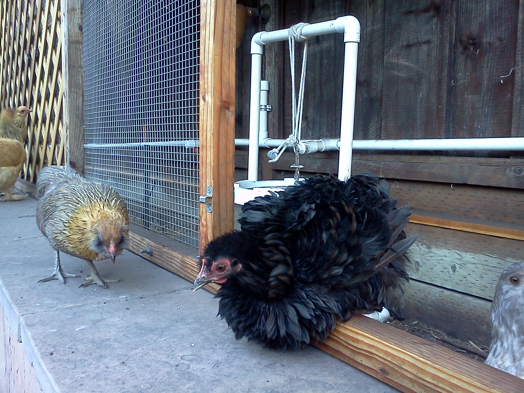 Almost 13 weeks, Sybil and Violet.  
Easter Egger bantam on the left, Frizzle Cochin bantam on the right.