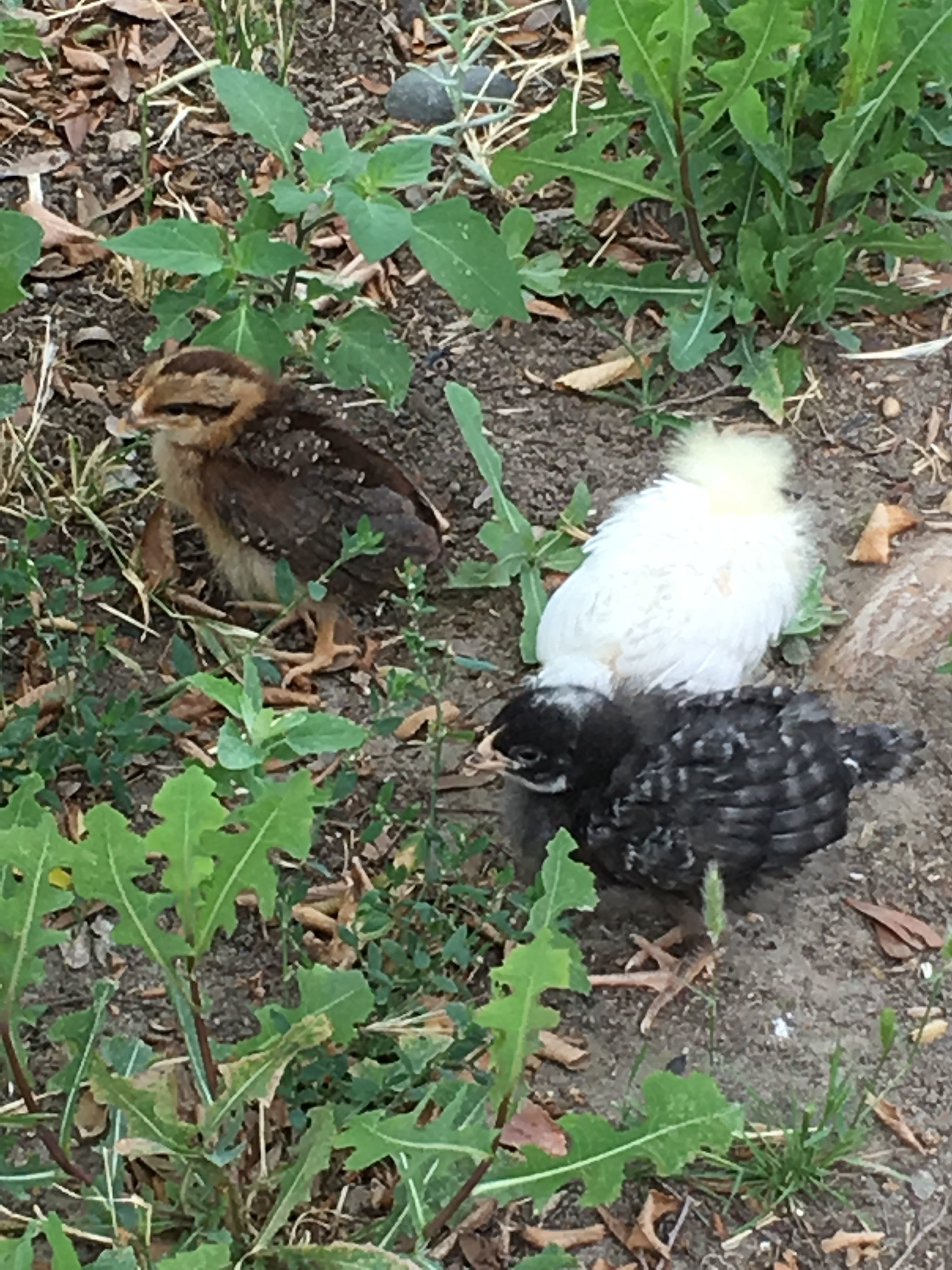 Almost 3 weeks old and getting some foraging time.
