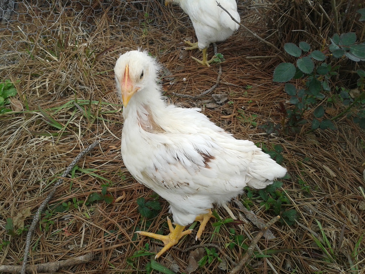 Almost 4 week old chick with brown feathers.