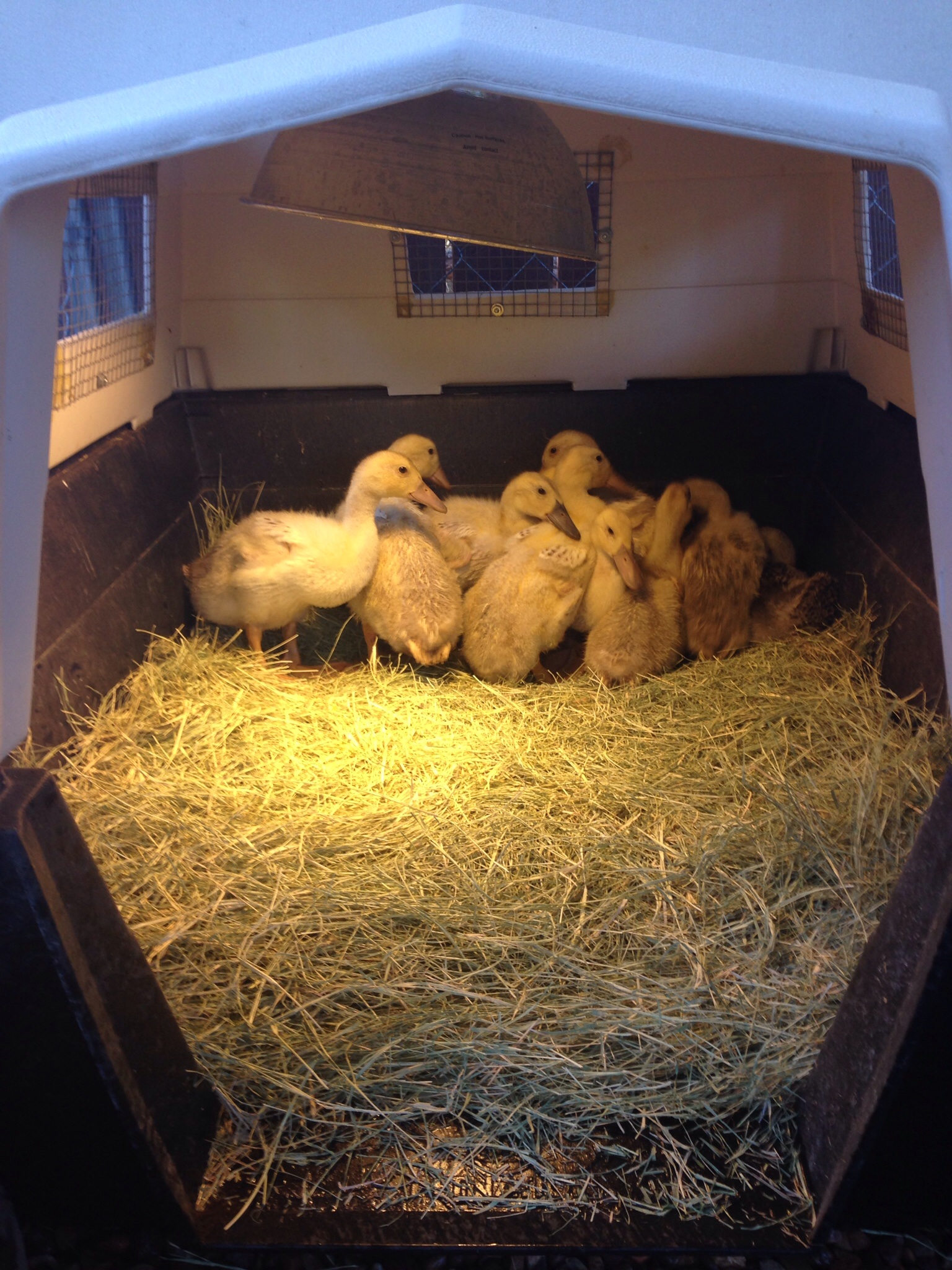 Almost 4-week old Holderread stock Welsh Harlequin Ducklings