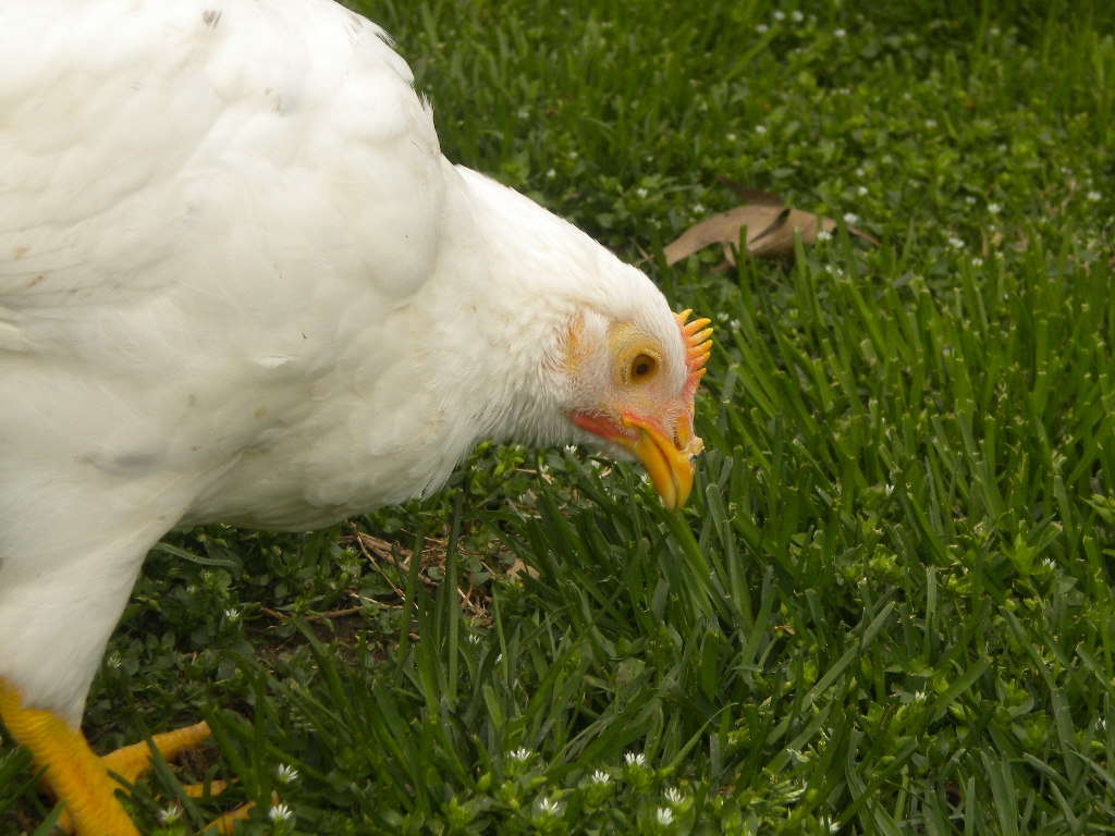 Almost adult Nugget!