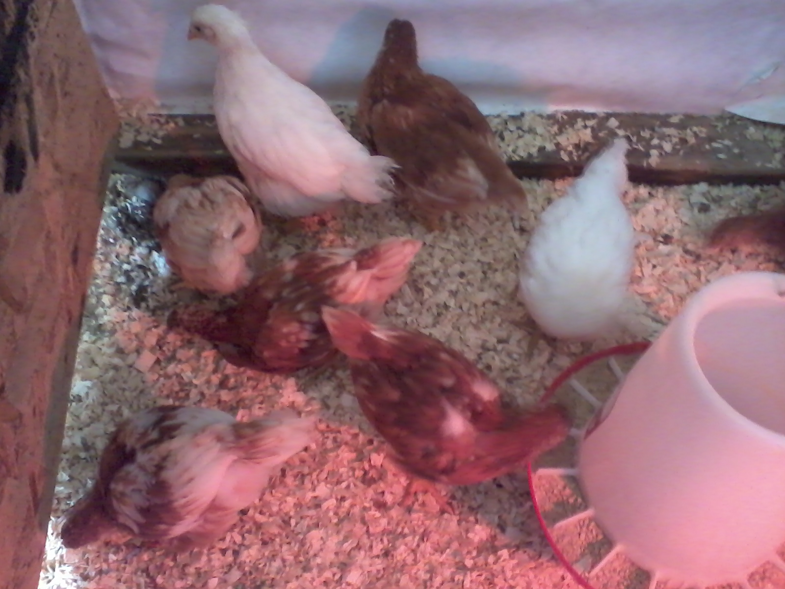 Almost all 8 of them (4 Weeks)