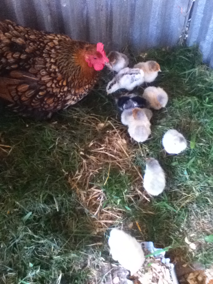 Almost all of them out and about, after they figured out my camera wasn't scary after all!  You can still spot her 3, along with the 7 smaller (and younger) chicks I got from the hatchery.  Those lil 7 are somthing I haven't had before, and are fairly new kind of Wyandotte in my understanding.  Blue Laced Red Wyandottes!!