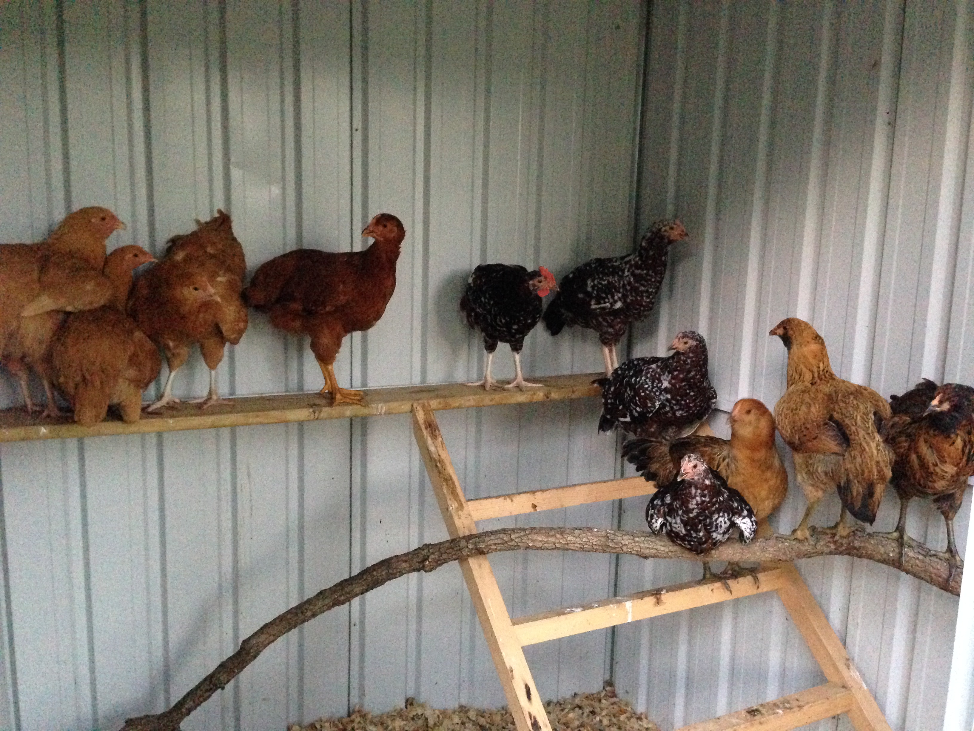 almost all the chickens