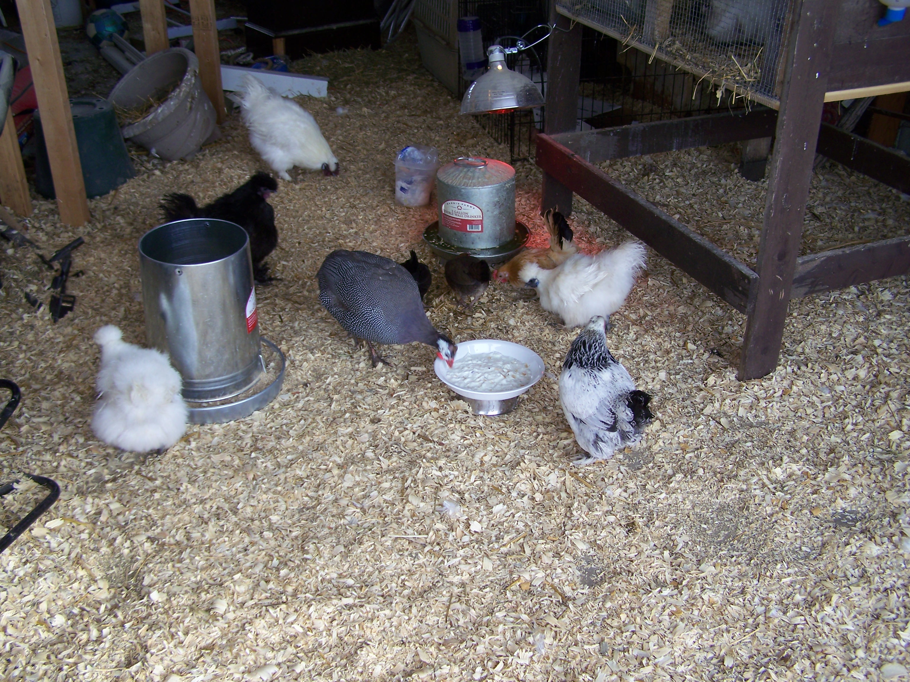 Almost everybody. My 2 porcelains were out in the snow.